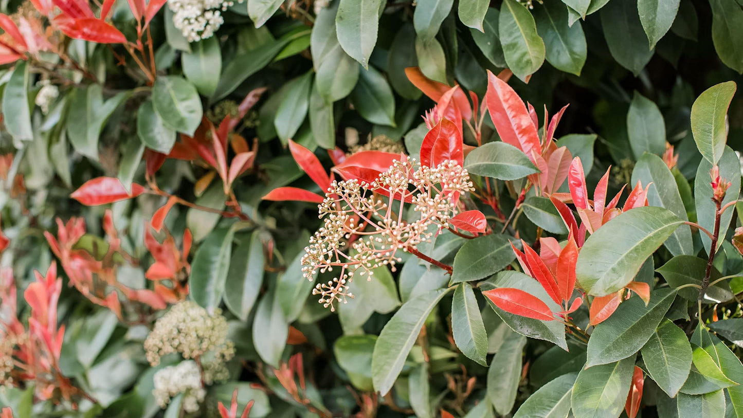 Photinia Red Tip | 1 Large Trade Gallon Size Plant | Photinia x Fraseri | Evergreen Landscape Hedge Shrub