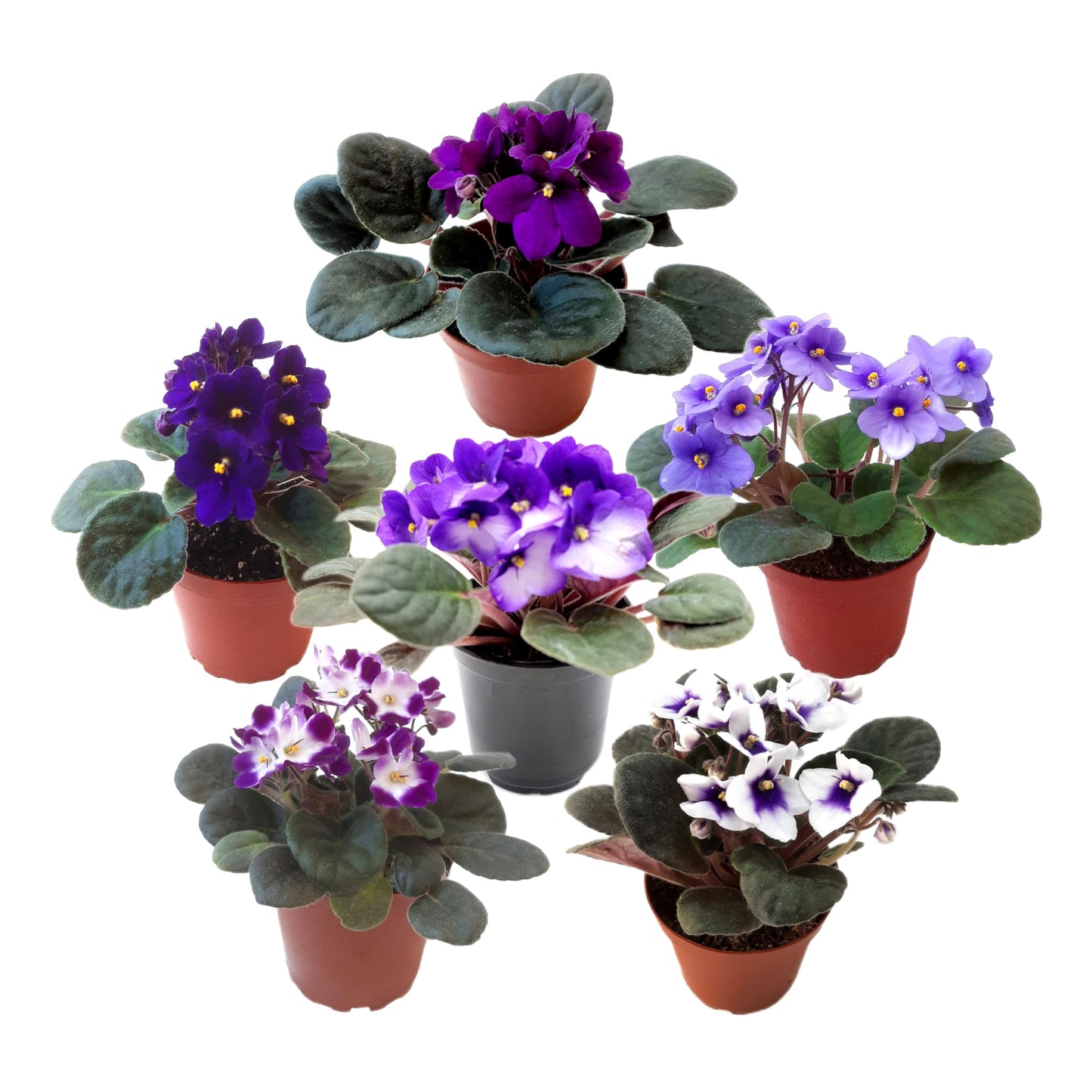 4-Pack of 4” Pots African Violets, Saintpaulia ionantha, from 12 Available Colors, Colors May Vary but All Different, African Violet Live Plant, African Violet Plants, Plant Gifts, Holiday Gifts