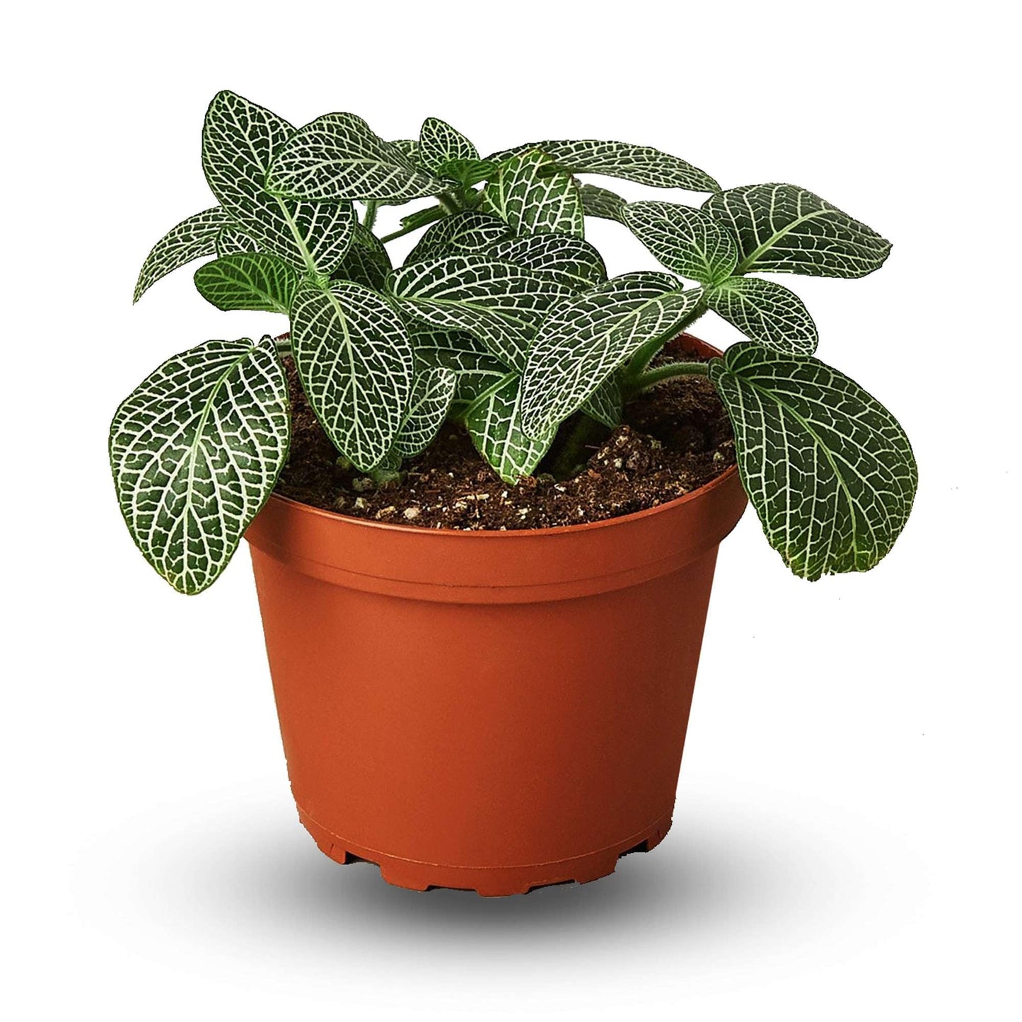 Fittonia White Live Plant for Indoor | Different Houseplants in 4'' & 6'' Pot | Real House Plant for Living Room, Office, Desk & Bathroom | Nerve Plant | Fittonia albivenis