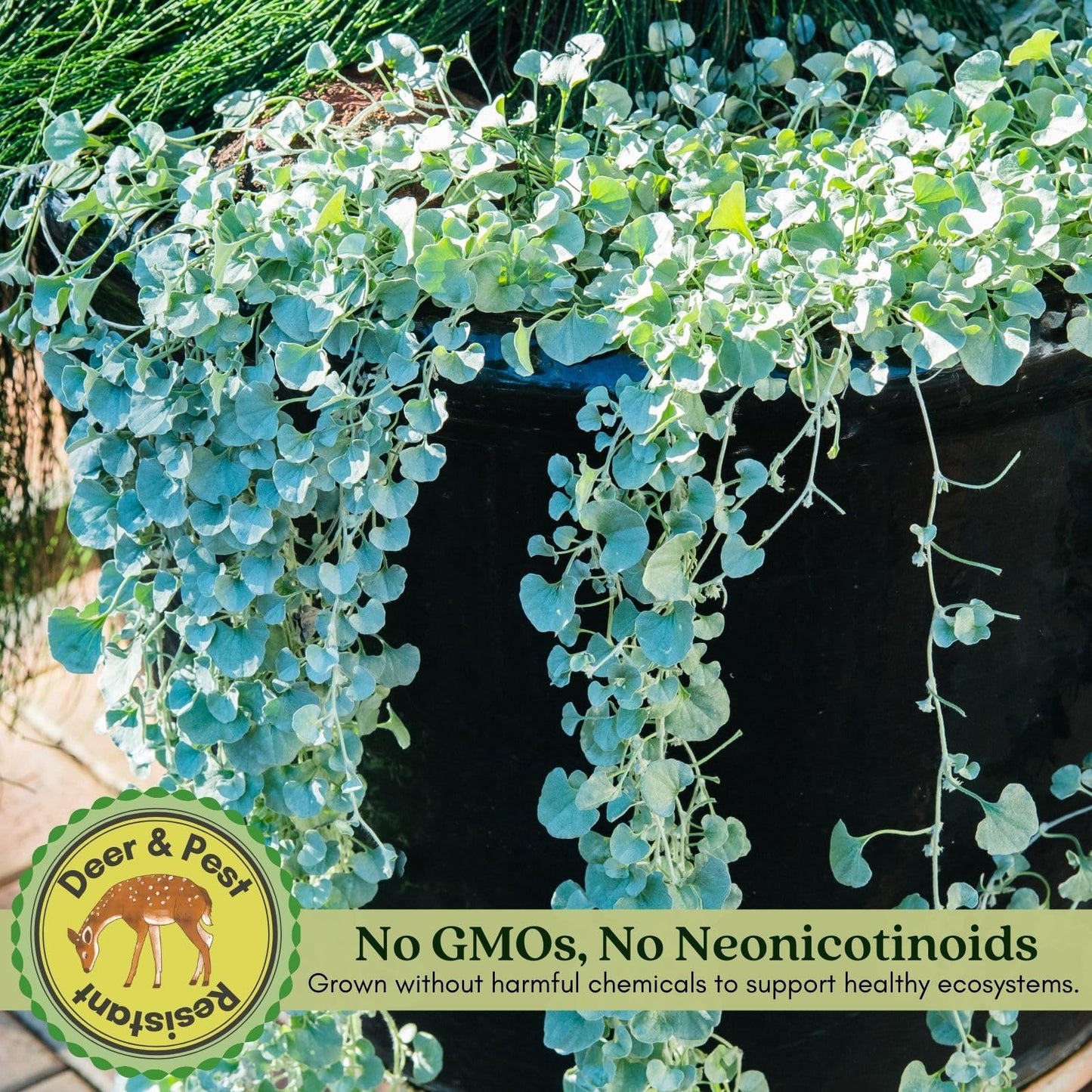 Clovers Garden Dichondra Silver Falls Plants Two (2) Live Plants – Non-GMO - Not Seeds - Each 4" to 8" Tall – in 4" Inch Pots - Heat, Drought Tolerant