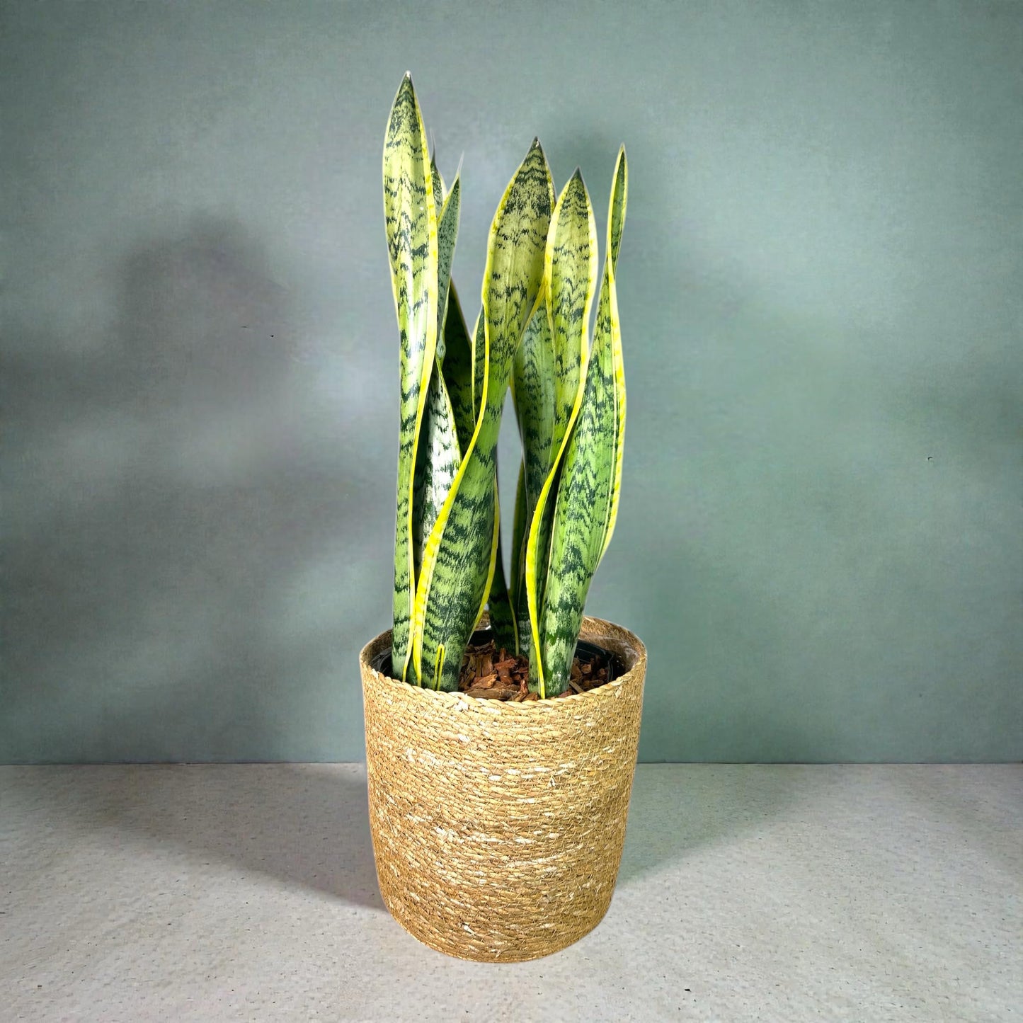 Andersen Farms Sansevieria Laurentii Live Plant Indoor/Outdoor in 10 in Grower Pot, Green, Yellow