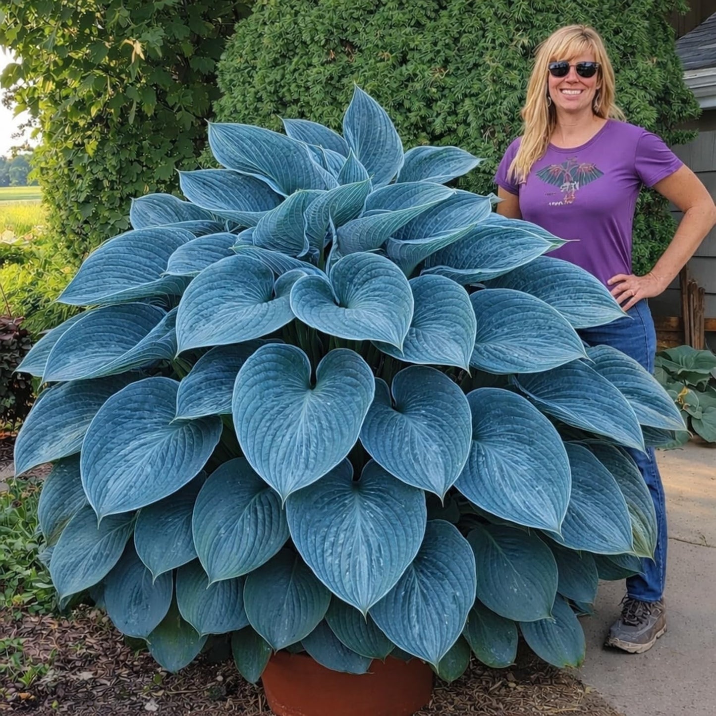 Blue Angel Giant Hosta Plant for Growing - Perennial Shade Plant - Large Blue Green Foliage - Easy to Grow Outdoor Landscaping Garden Border Plant