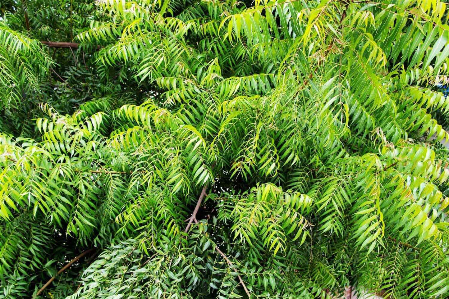 Live Plant - Neem Tree - 12-18" Tall Live Plant - Outdoor - Azadirachta Indica