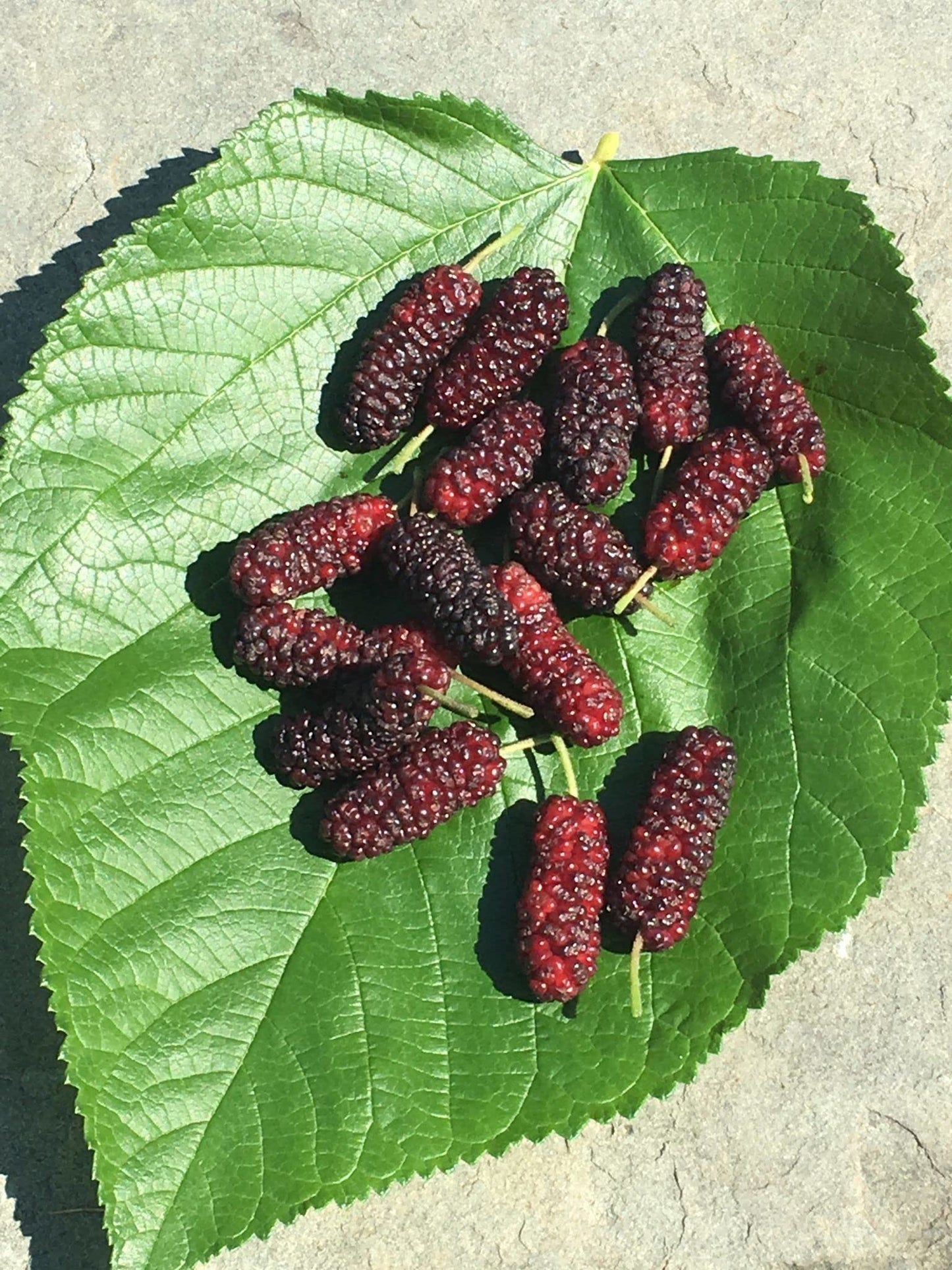Everbearing Mulberry Tree - 10 Live Plants in 4 Inch Pots - Edible Fruit Tree for The Patio and Garden