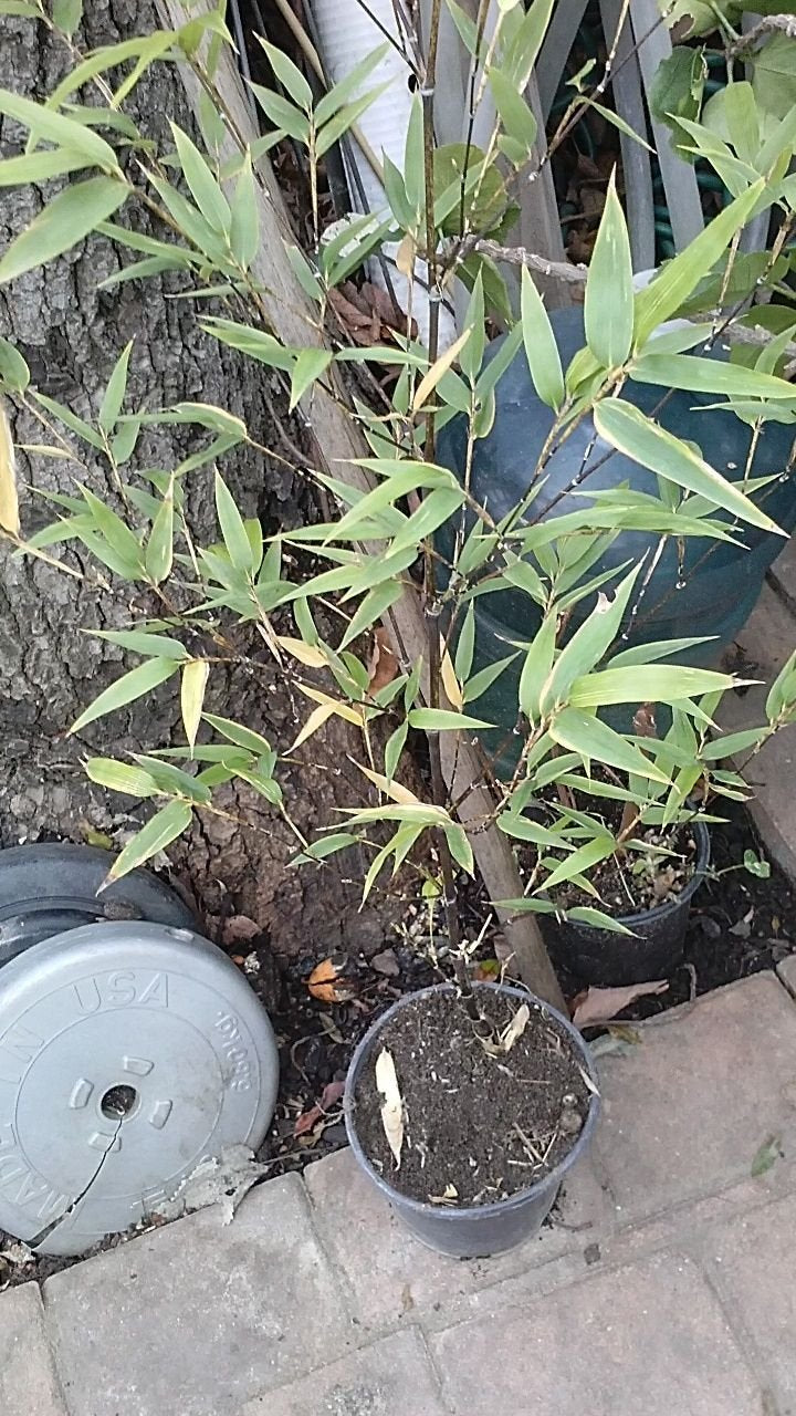 9EzTropical -Black Bamboo - 1 Plants - 2 Feet Tall - Ship in 1 Gal Pot