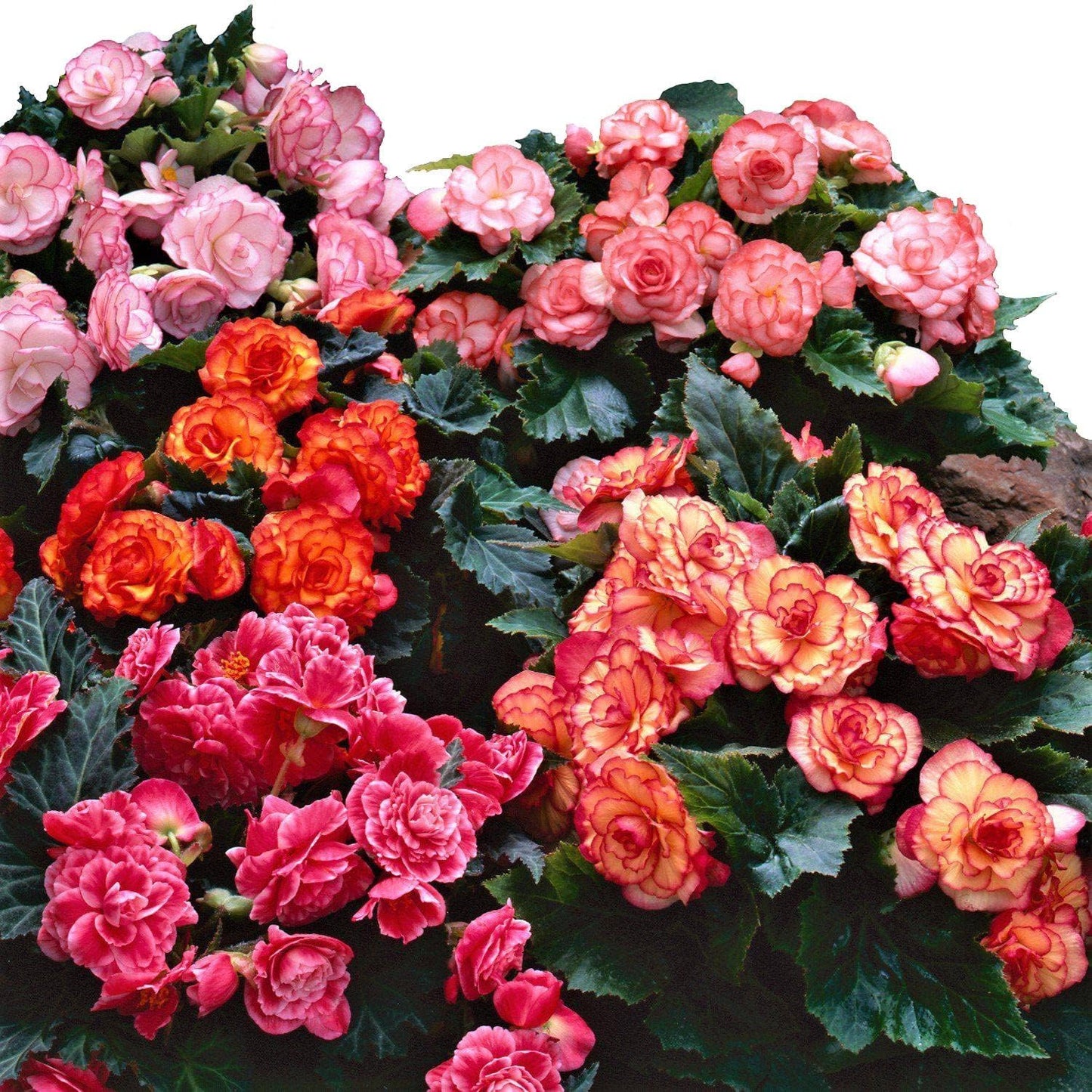 Easy to Grow Begonia Cascade Mix 6 Bulbs - Colorful Blooms for Hanging Baskets & Planters Shade Tropical