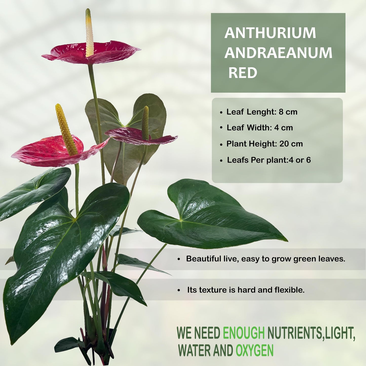 LEAL PLANTS ECUADOR Anthurium Andraeanum Red Live Plant (Pack of 2) Easy Care, Air-Purifying Indoor Plant for Wellness & Home Decor, Office Desk, Unique Sustainable Gift