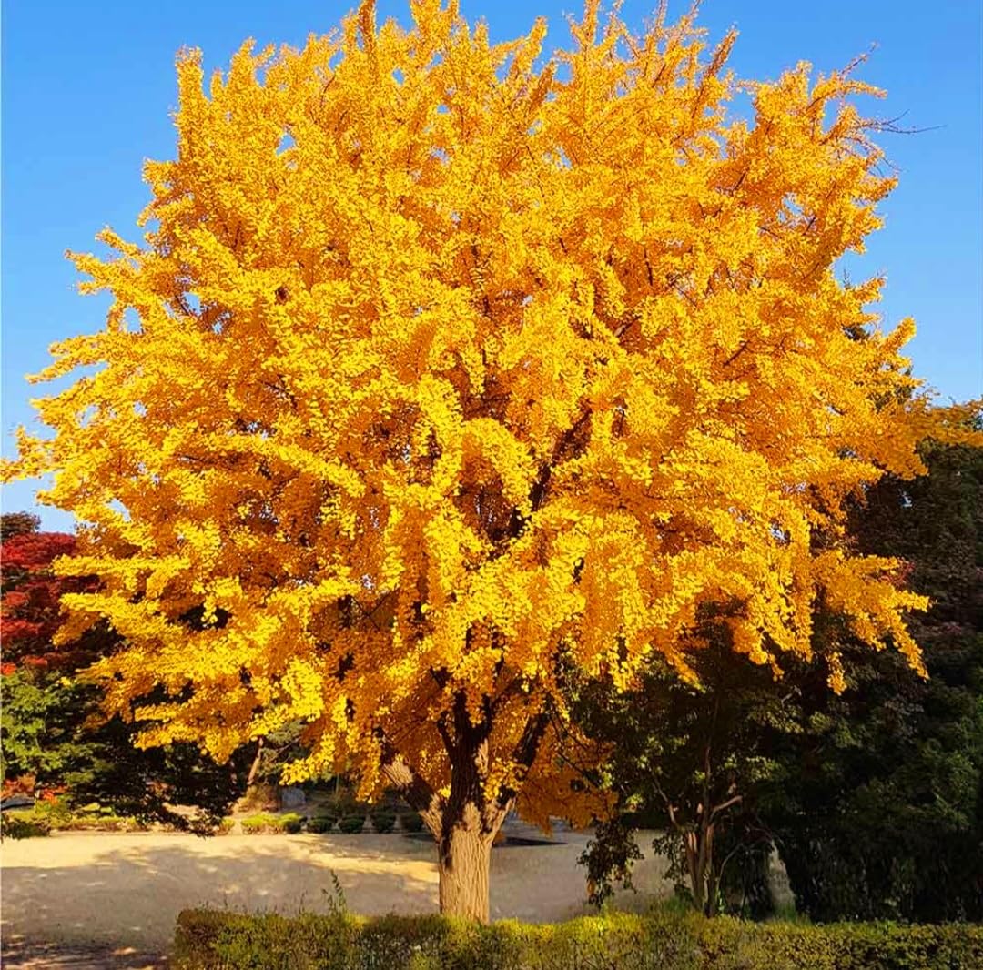 25 Ginkgo Biloba Seeds,Rare Ginkgo Unique Leaves Bright Yellow Maidenhair Tree Seeds