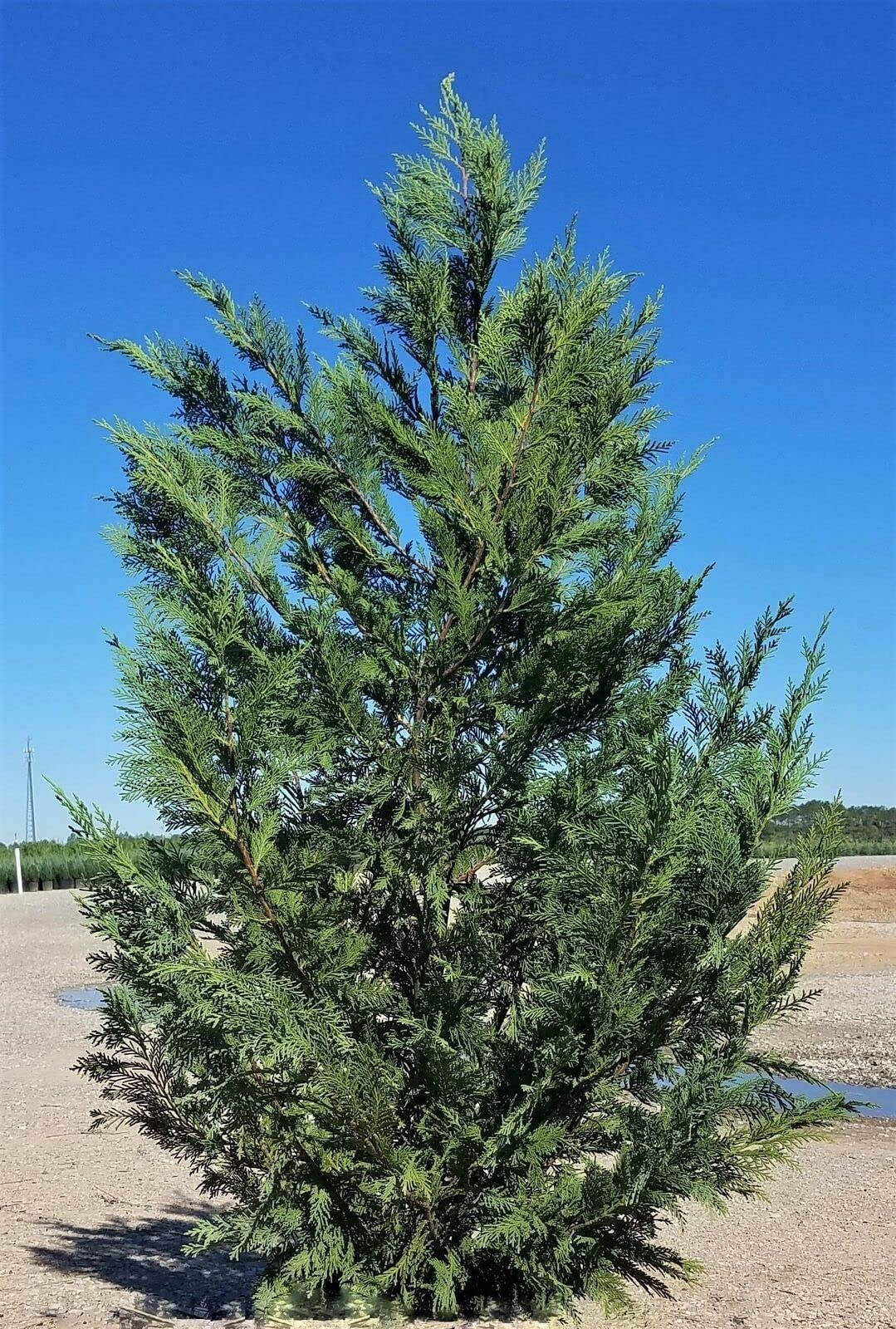 Live Plant - 10 Murray Cypress Trees - 5-8" Tall - 2.5" Pots - Live Plants, Christmas Trees