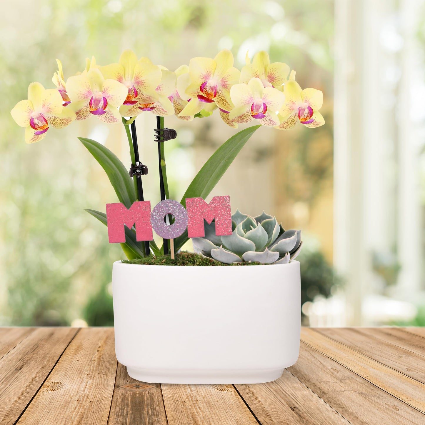 Green Circle Growers 4" Yellow Orchid and Succulent Duo in White Pot with Mom Pick, Indoor Live Plants, House Plant