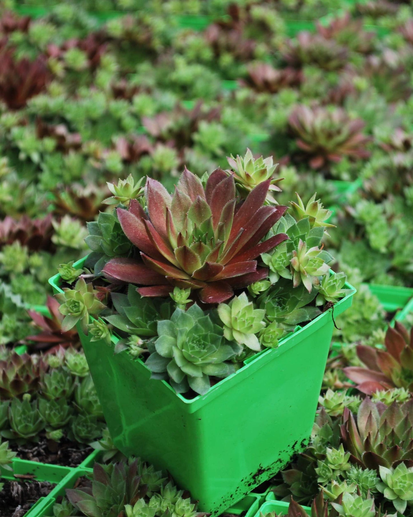 Perennial Farm Marketplace Sempervivum 'Red Rubin' (Hens & Chicks) Perennial, 1 Quart, Emerald Green to Deep Reddish Foliage