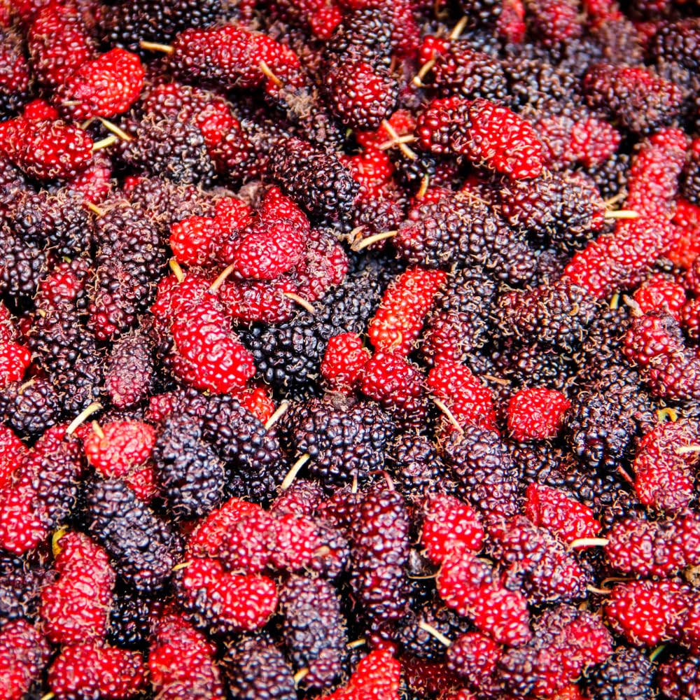 Mulberry Tree Live Plant, Mulberry Plant Seedlings from 6 to 8 Inch Tall, Sweet and Edible Mulberries for Patio and Garden (Red)