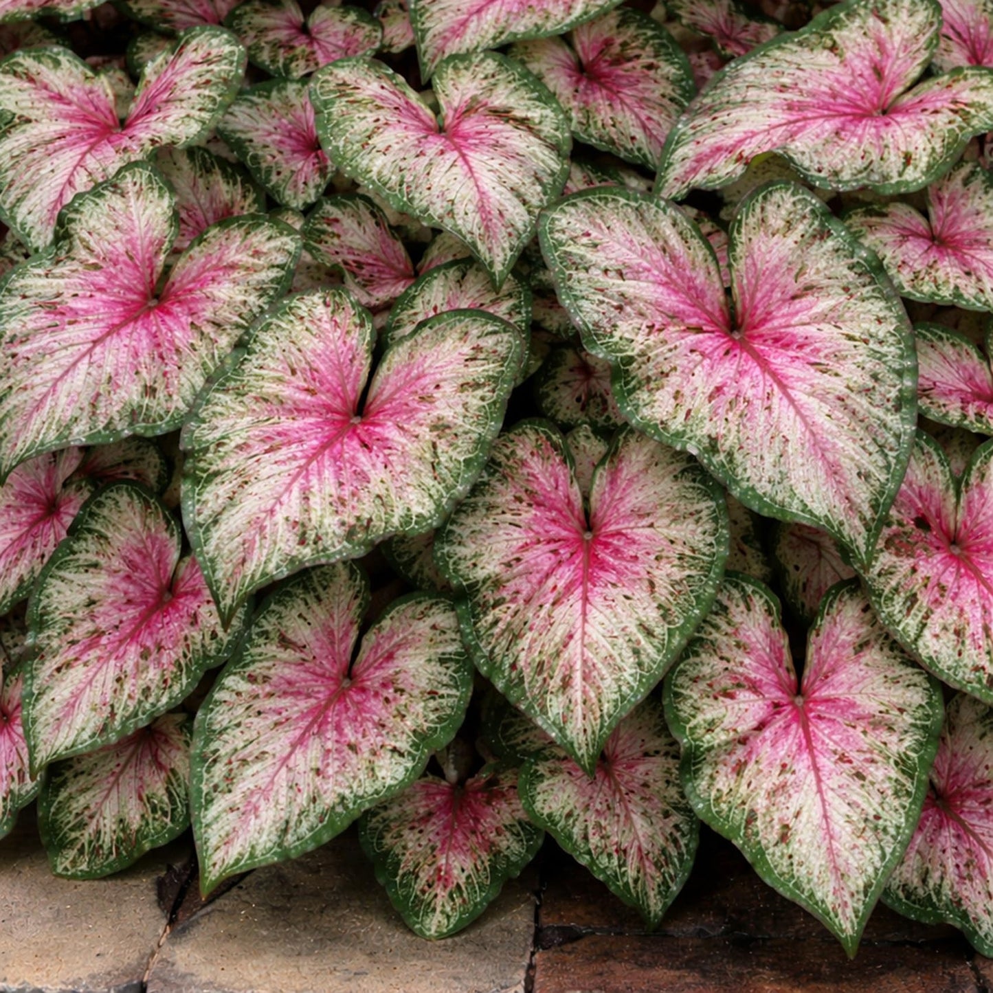 6 Heart and Soul Caladium Bulbs for Planting - Beautiful Spotted Leafs Stand Out - Perennial Hosta, Elephant Ears, Fancy (6 Bulbs)