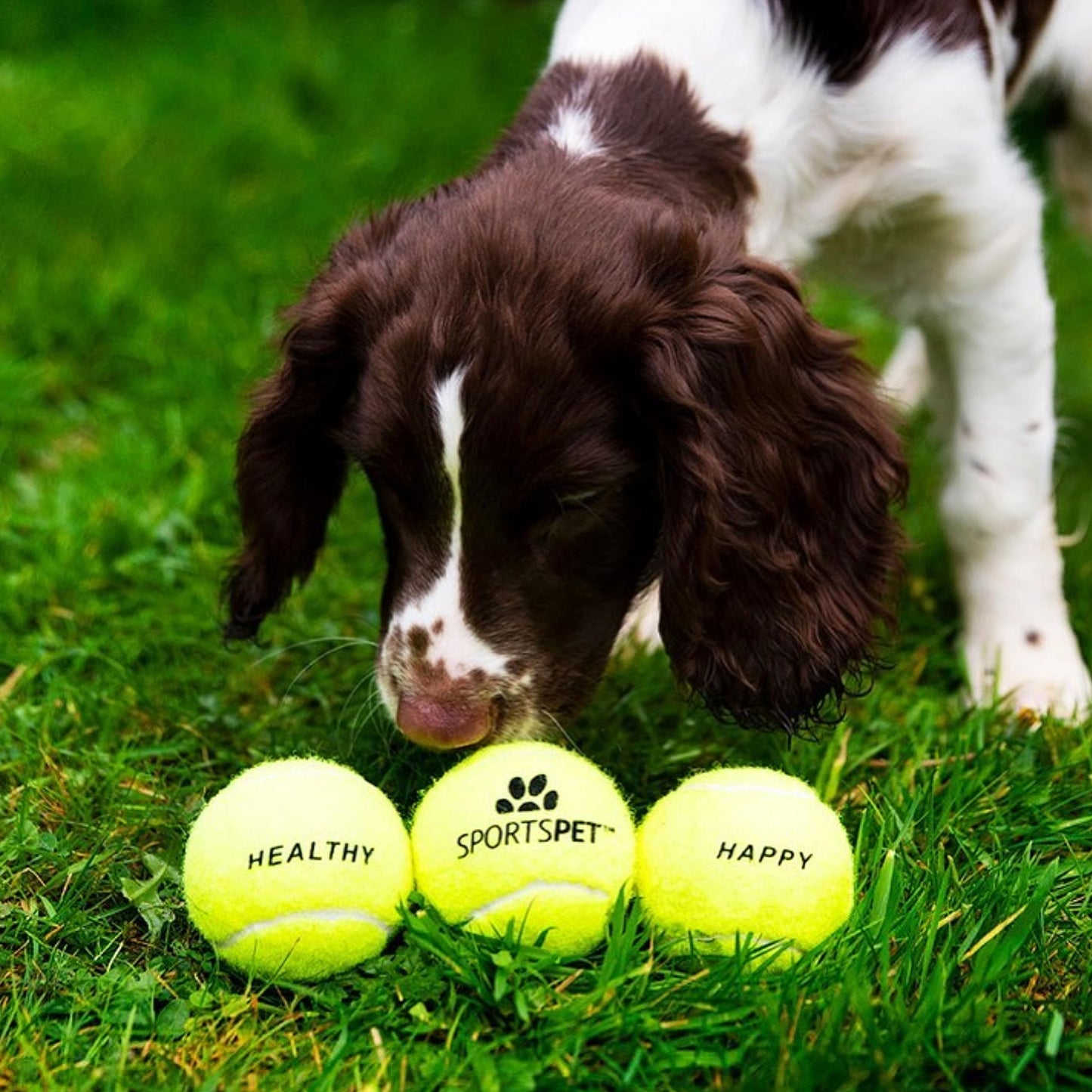 SPORTSPET Tennis Balls for Dogs - Extra Bouncy - Non Toxic - Durable - Long Lasting - Floats (Tennis Balls Standard (12 Pack)) (64mm)