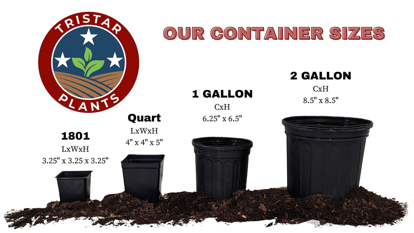 Tristar Plants - Santa Rosa Plum Tree - Sweet & Flavorful Fruit - 1 Gallon Trade Pot