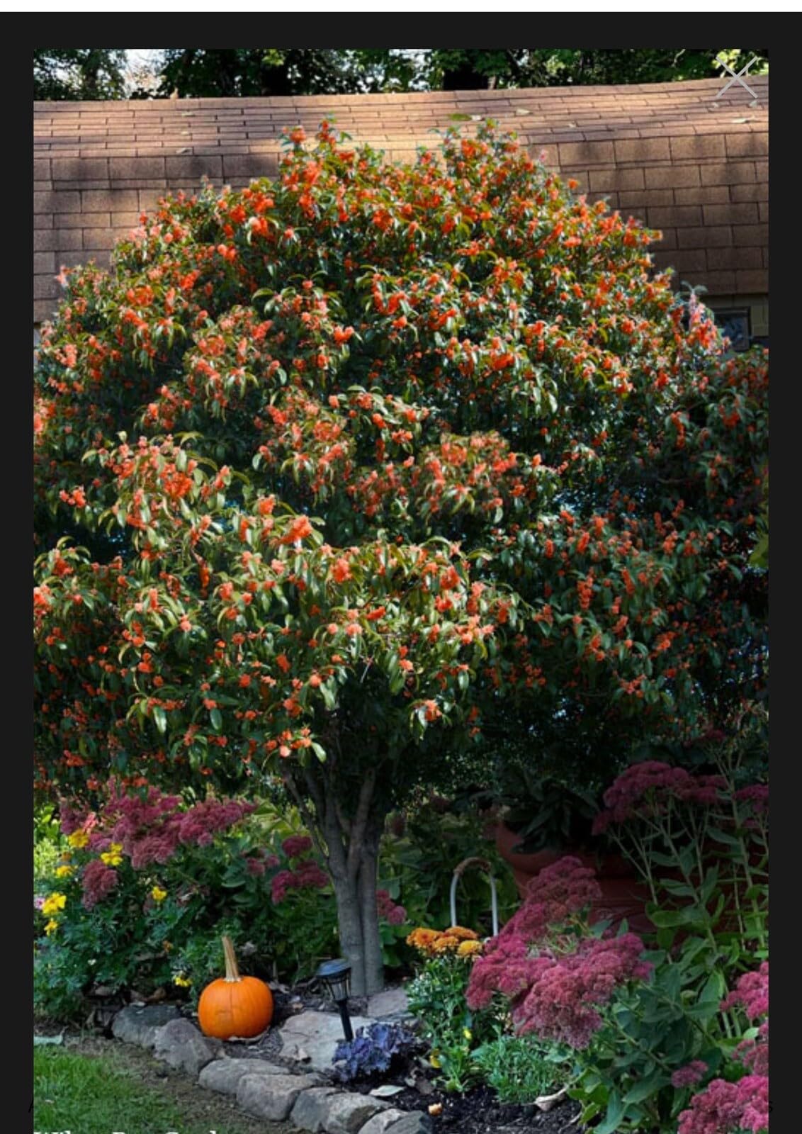 Live Plant - Beni Kin Mokusei Red Sweet Tea Olive Osmanthus Fragrans Rooted Starter Plant
