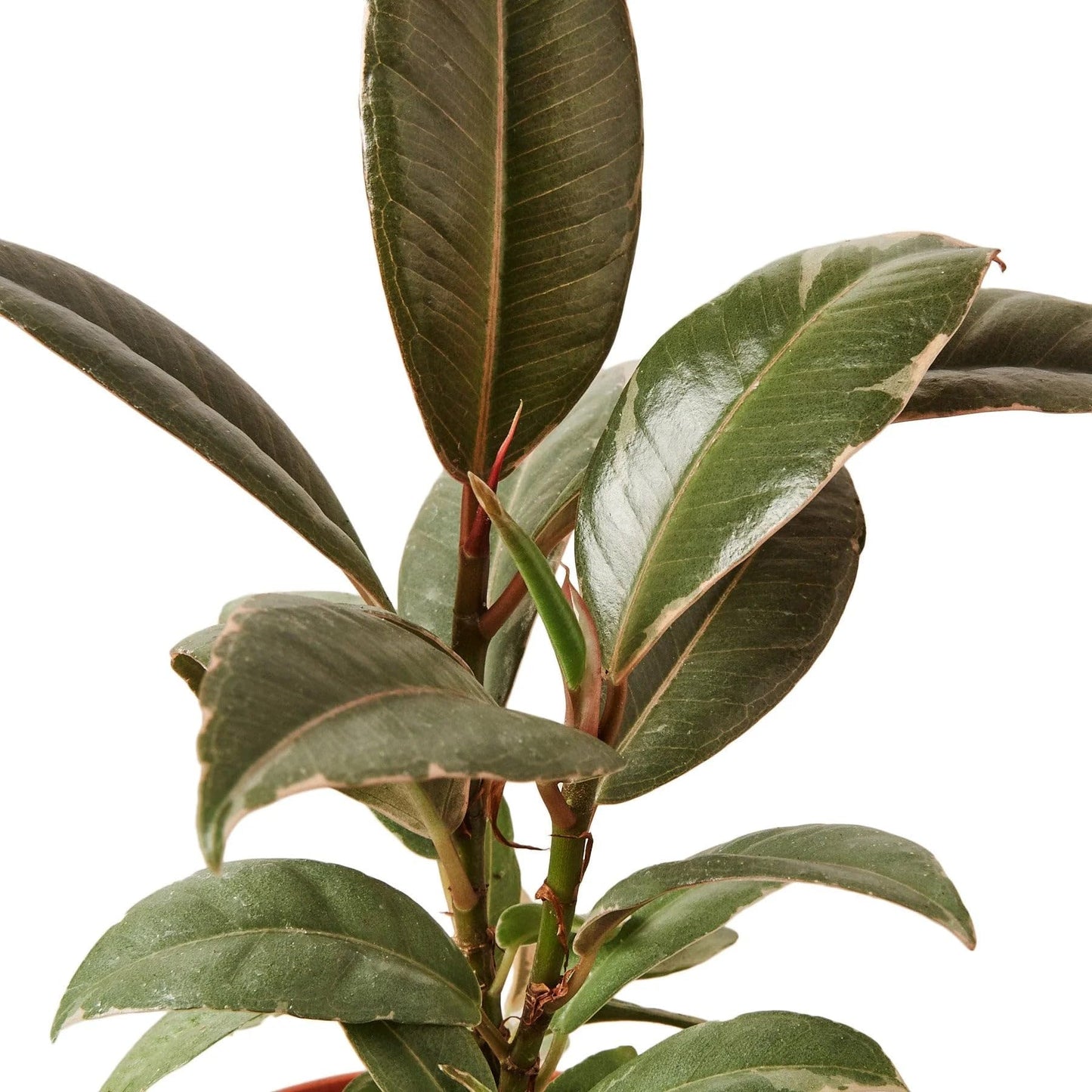 Ficus Elastica 'Tineke' | Live Plant for Indoor & Outdoor | for Living Room, Office, Bathroom | (4" Pot)