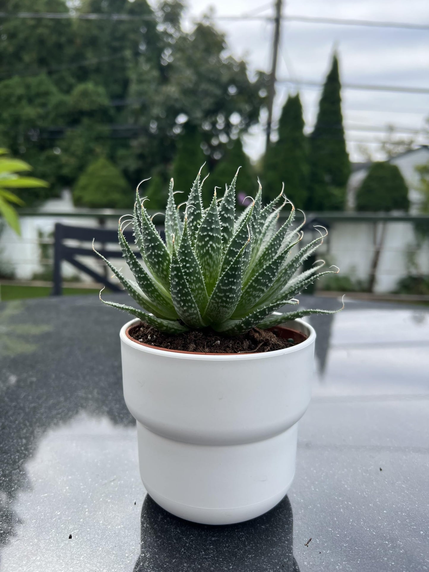 Aloe Aristata "Lace Aloe" Live Plant - Unique Houseplants for Easy Indoor Gardens & Home Decor Gifts - Potted Tiny Houseplants 4" inch White Pot Included