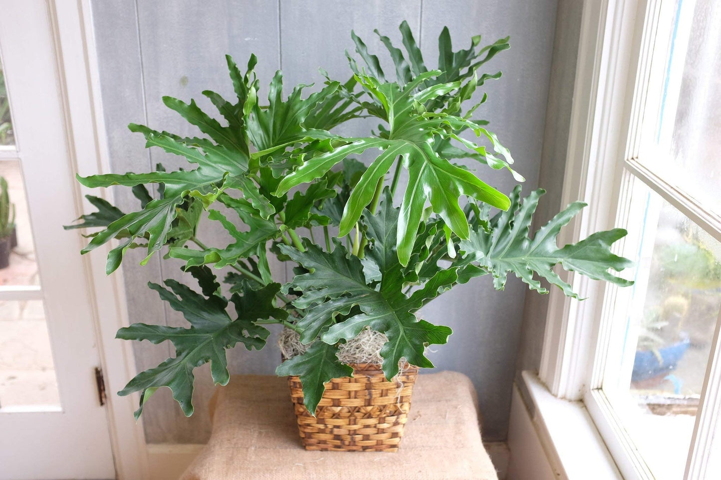 Split Leaf Philodendron - Live Plant in a 3 Gallon Growers Pot - Philodendron Selloum - Slow Growing Evergreen Indoor or Outdoor Houseplant