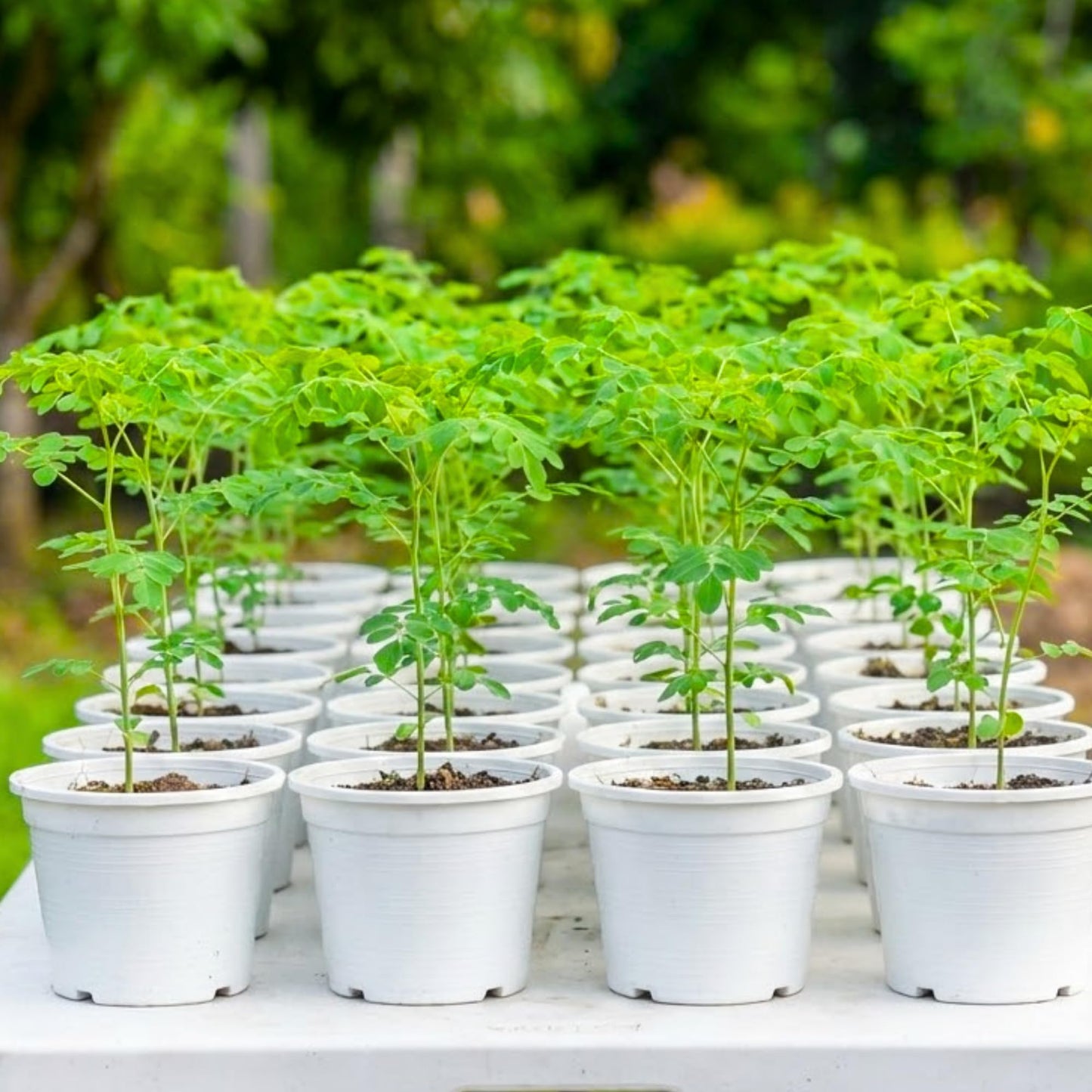 1 Moringa Tree Live Plant, 6-8 Inc Moringa Plants Live, Drumstick Horseradish Tree, Herb Malunggay Plants for Planting, No Pot