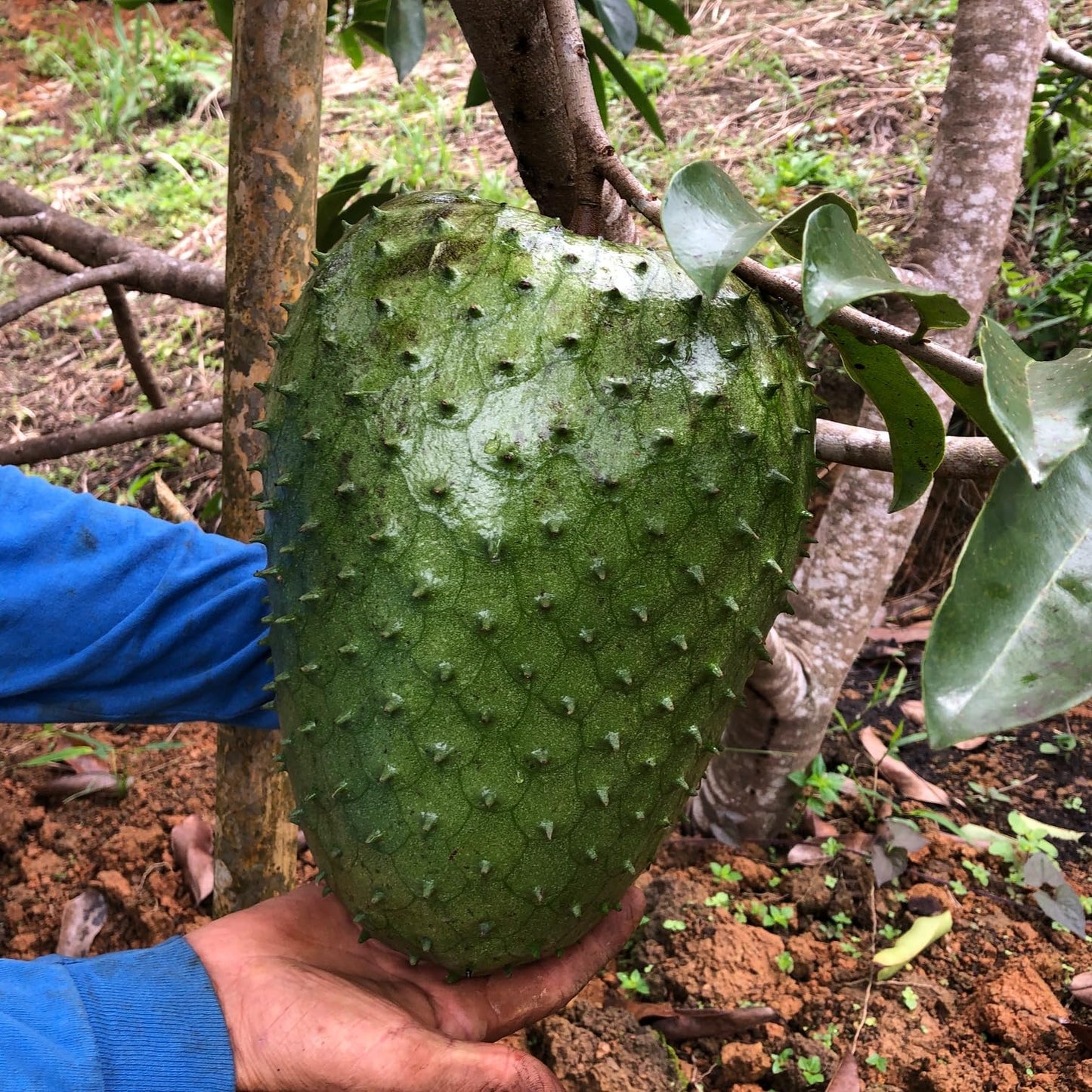 Soursop (ANNONA MURICATA) Live Fruit Tree 1'- 2' feet -TropicalPlantae-