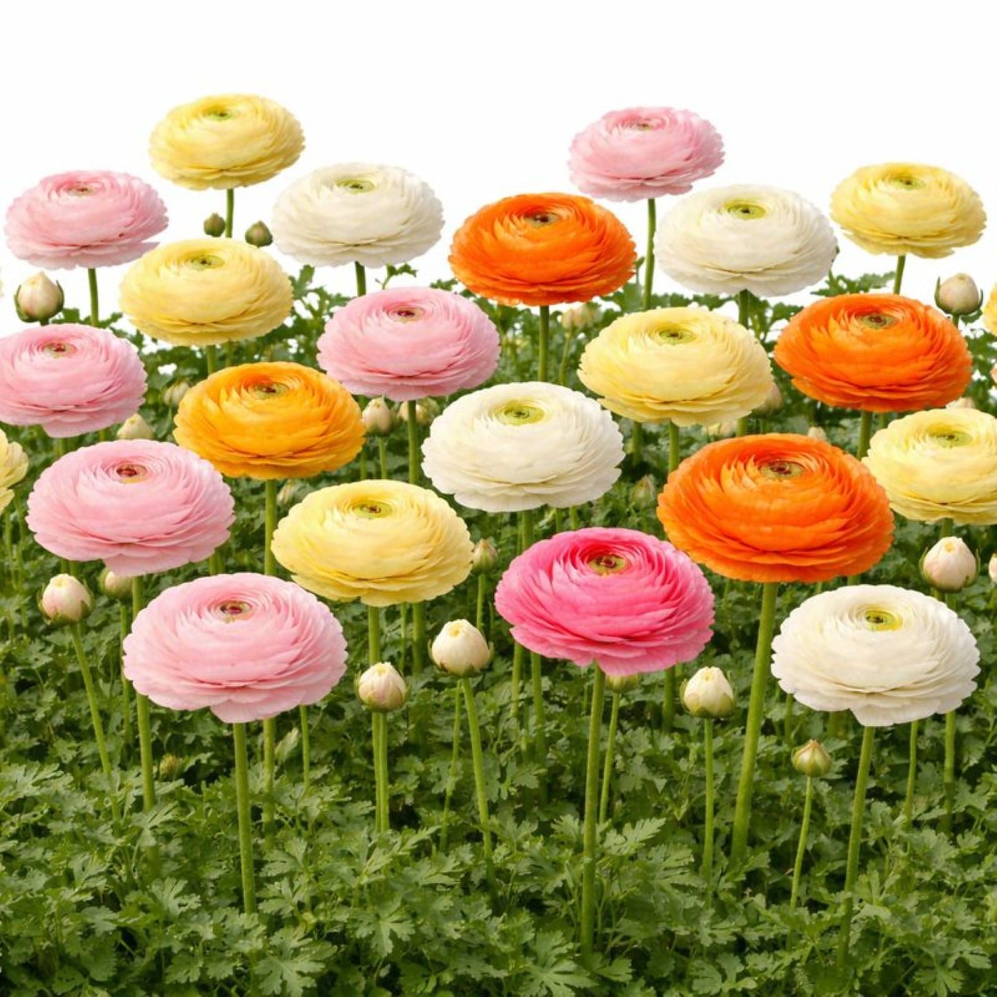 Easy to Grow Ranunculus Tecolote Tropical Sunset Collection 30 Plant Bulbs - Spring Orange Pink & Yellow Blooms in Sun, Carlsbad Flower Fields, Good for Cutting