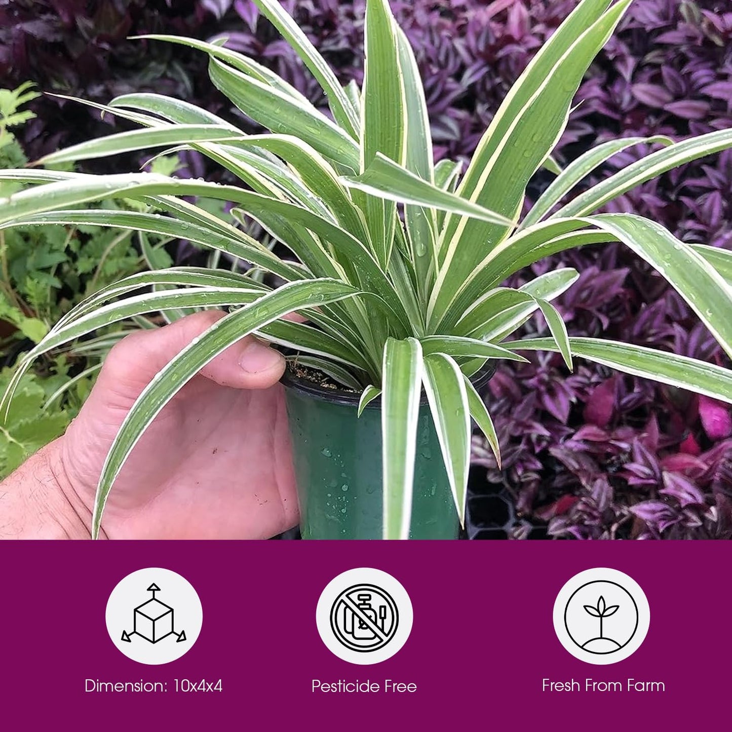 Variegated Spider Plant 'Airplane' - Air-Purifying, Low Maintenance, Thrives in Home & Office - Perfect for Plant Enthusiasts - Live houseplant in Potting Soil