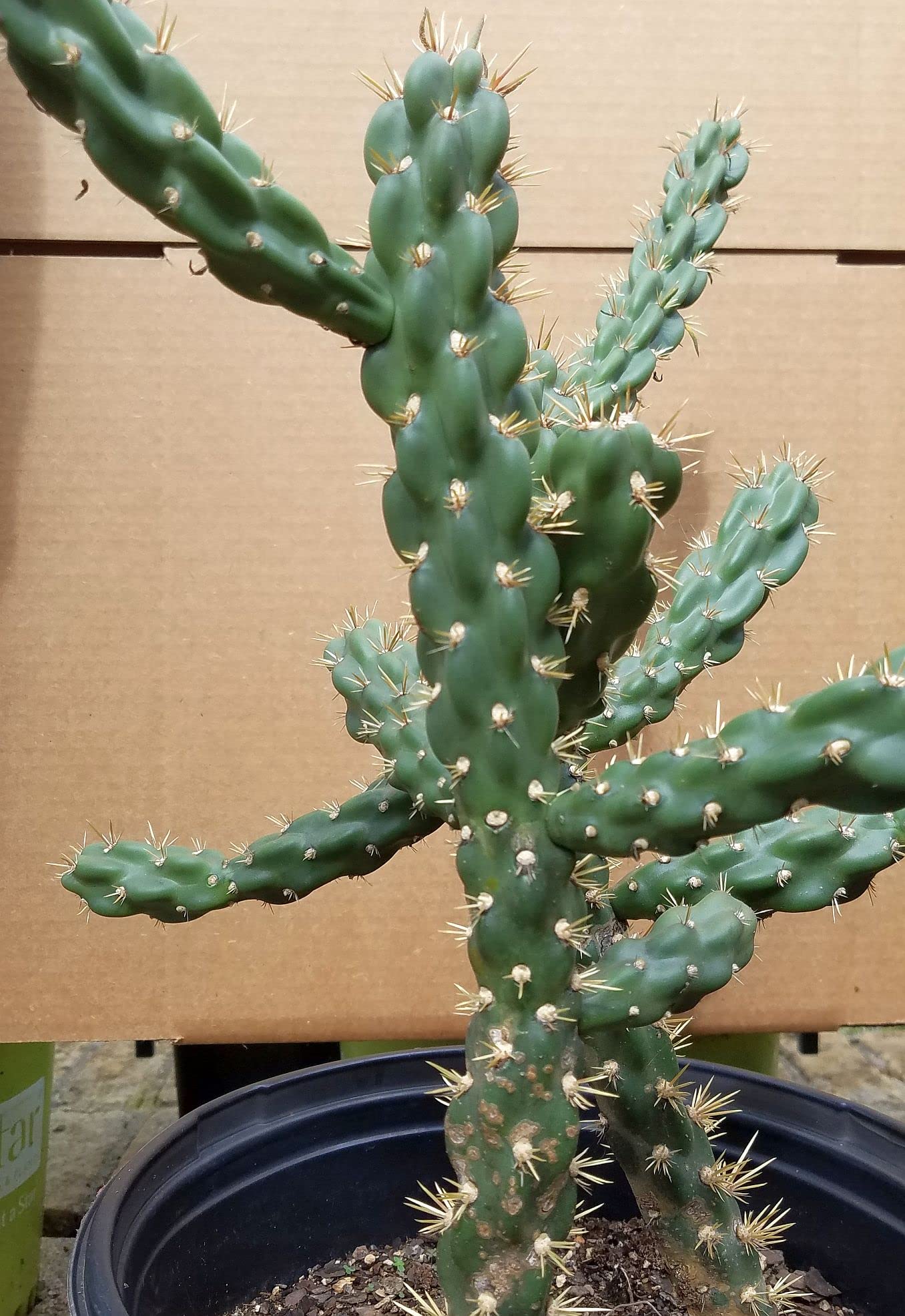 Unrooted Cuttings of Coral Cactus, Boxing Glove Cactus, Cylindropuntia fulgida VAR. mamillata , Cutting About 4" ~ 5" Long Each (2)