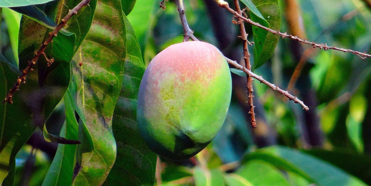 Mango Tree - Live Fruit Tree in a 3 Gallon Pot - Mangifera Indica 'Miracle Mango' - Tropical Edible Fruit Bearing Tree
