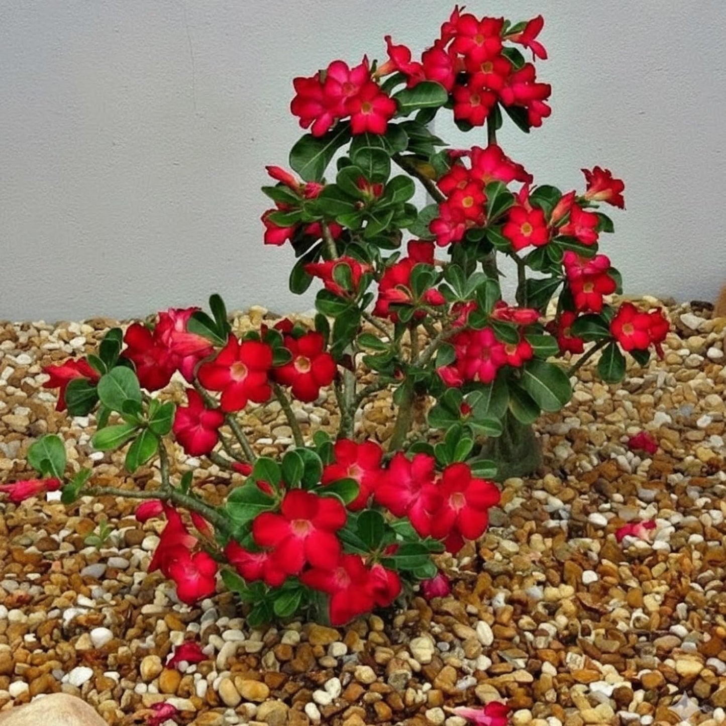 Desert Rose Live Plant, Adenium Desert Rose 4-8'' Tall, Hardy Flowering Succulent for Indoor Outdoor Gardens (Red Flowers)