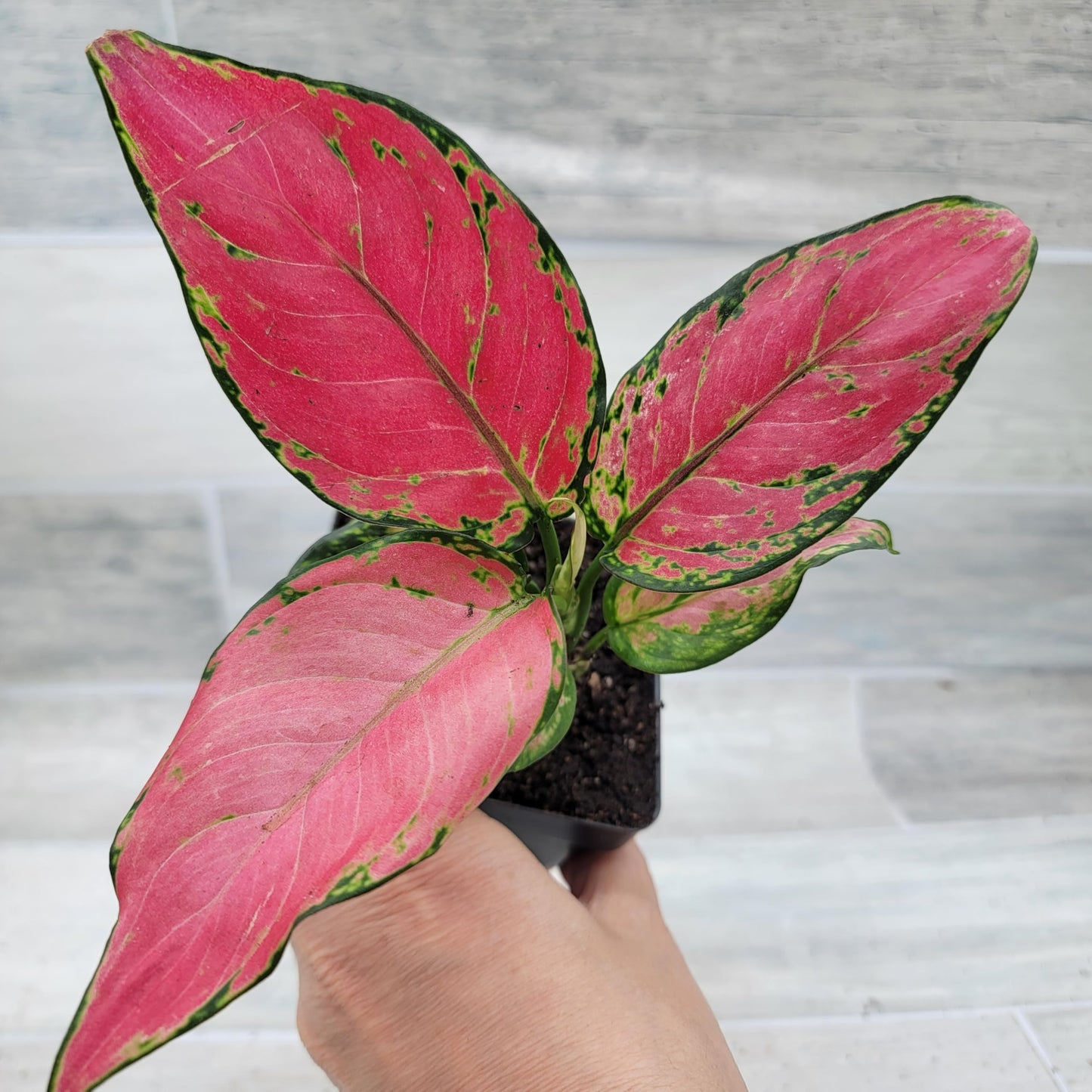 Aglaonema Wishes Pink Lady Valentine, Chinese Evergreen Live Rare House Plants All Plants are Fully Rooted Plants in 4 inch Pot by 3exoticgreen