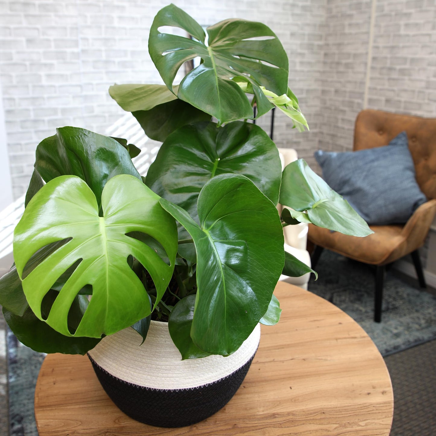 Monstera Deliciosa Live Plant (Approx. 2 ft Tall) in 8IN Grower Pot, Air Purifying Plants Indoor Plants Live Houseplants, Monstera Plant Live Plants Indoor House Plants by Plants for Pets