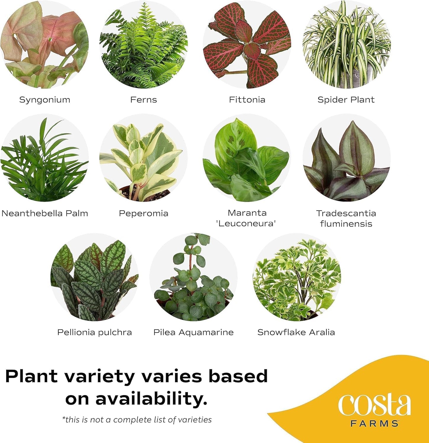 Costa Farms Live Mini Indoor Plants in Plastic Pots, Easy to Maintain, Air Purifying Houseplants, Home, Room, or Office Decor, House Warming or Birthday Gift, 4-6 Inches Tall, Pack of 6