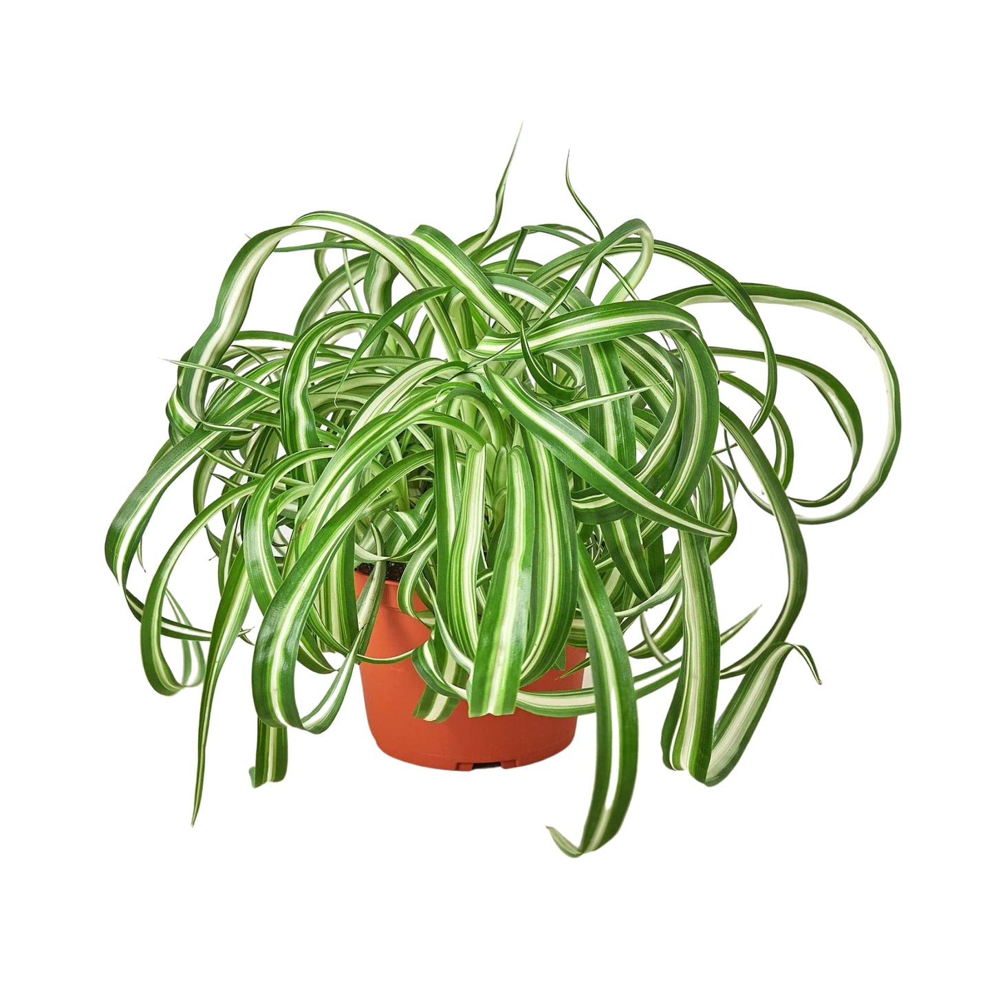 HOUSE PLANT SHOP | Spider Plant 'Bonnie' - 6" Pot | Live Indoor Plant | Easy to Care | Natural Décor Plant | Great Gifts| Free Care Guide