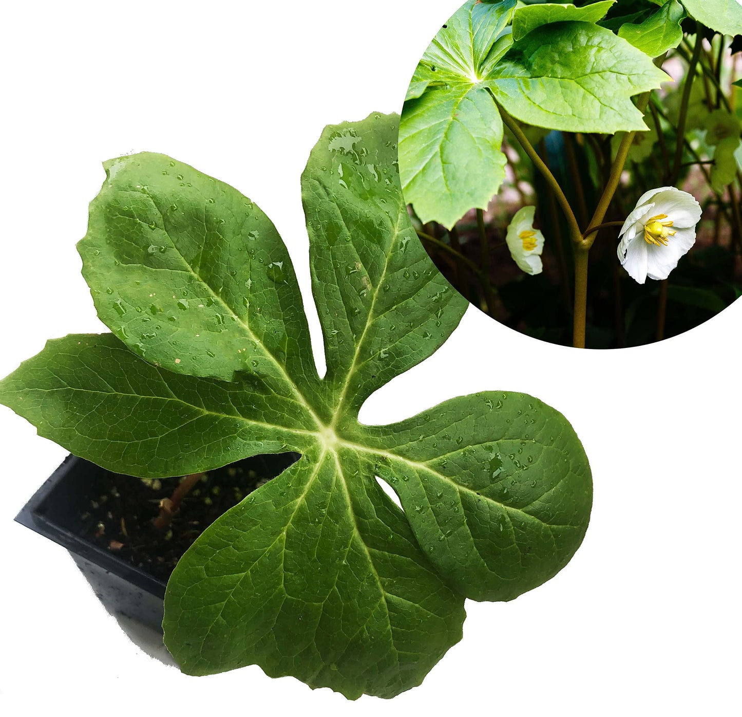 Mayapple Plant (Podophyllum peltatum) 2.5 inch Pot - Organic - American Mandrake, Devil's Apple, Duck's Foot, Hog Apple, Indian Apple, Mandrake, May Apple, May-Apple, Raccoonberry, Umbrella Leaf