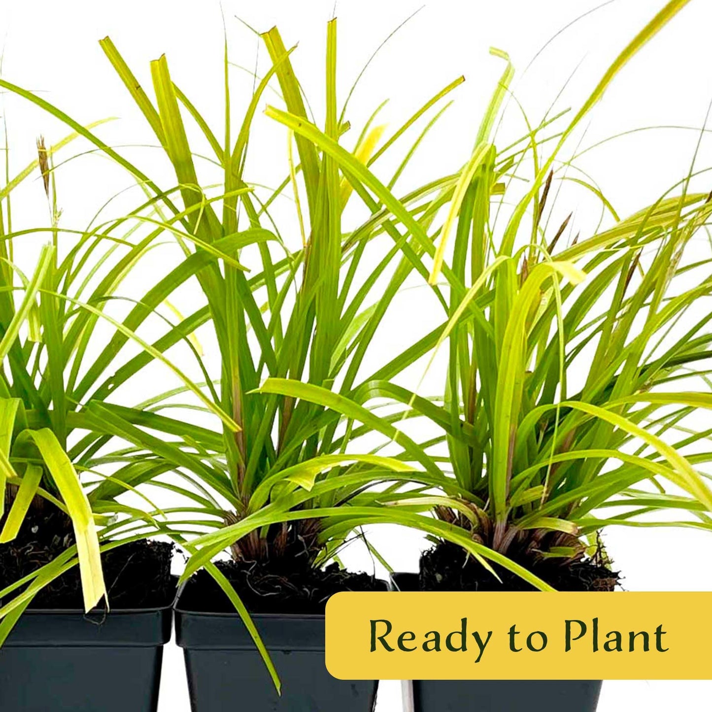 4 Everillo Sedge Grass – Evergreen Clumping Ornamental Grass with Arching Golden Foliage for Shade, Borders & Containers (Carex oshimensis ‘Everillo’) in 3.5″ Cubes, Live Plants