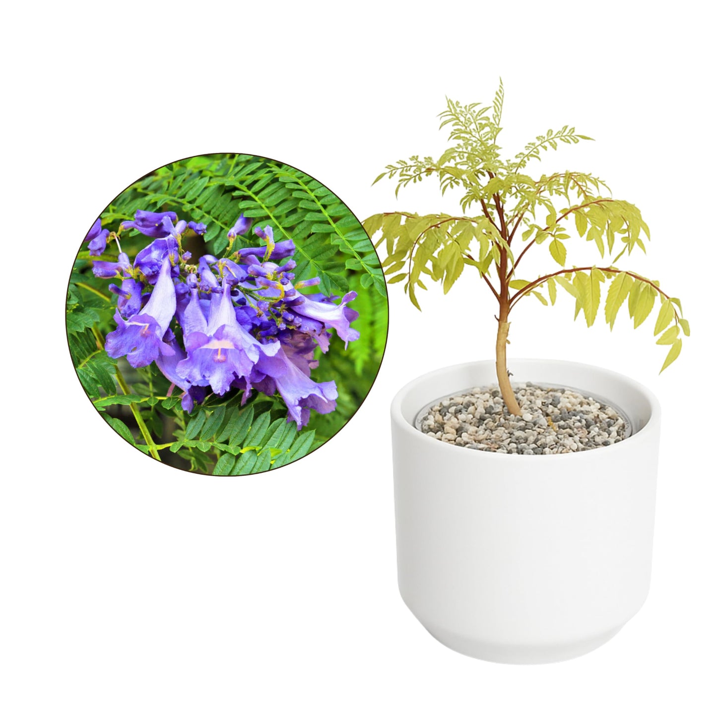 MyShelfie Jacaranda Tree Bonsai Starter Kit for Beginners - Gifts for Men Who Have Everything, Unique Gifts for Women, Small Bonsai Tree with Ceramic Pot, Easy to Grow and Maintain