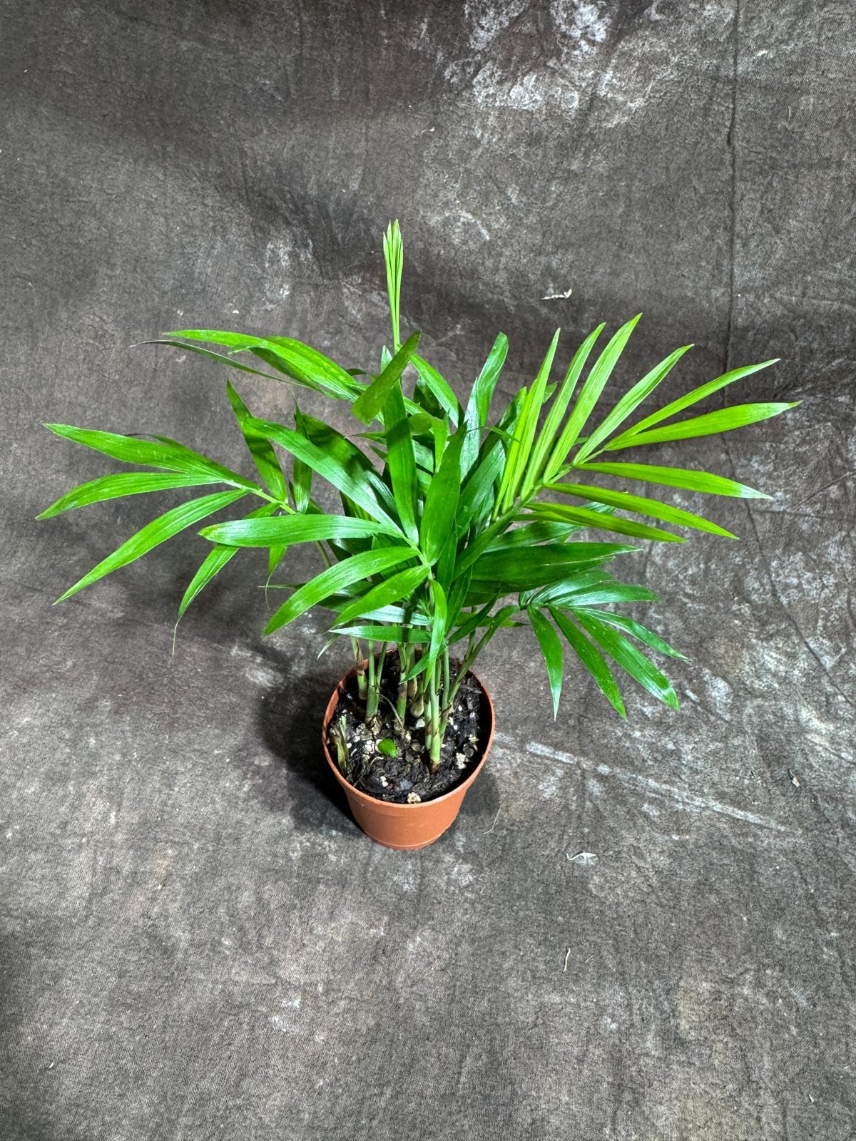 PLANTVERS Neanthe Bella Palm in a 2" Nursery Pot – Chamaedorea Elegans Parlor Palm Plant – Low Maintenance Indoor Air Purifying Plant – Elegant Chamaedorea Houseplant