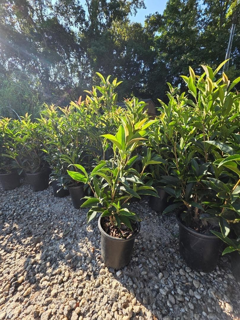 Live Plant - Fudingzhu Fragrant Tea Olive (Osmanthus) - Live Plant - (2.5 Qt)