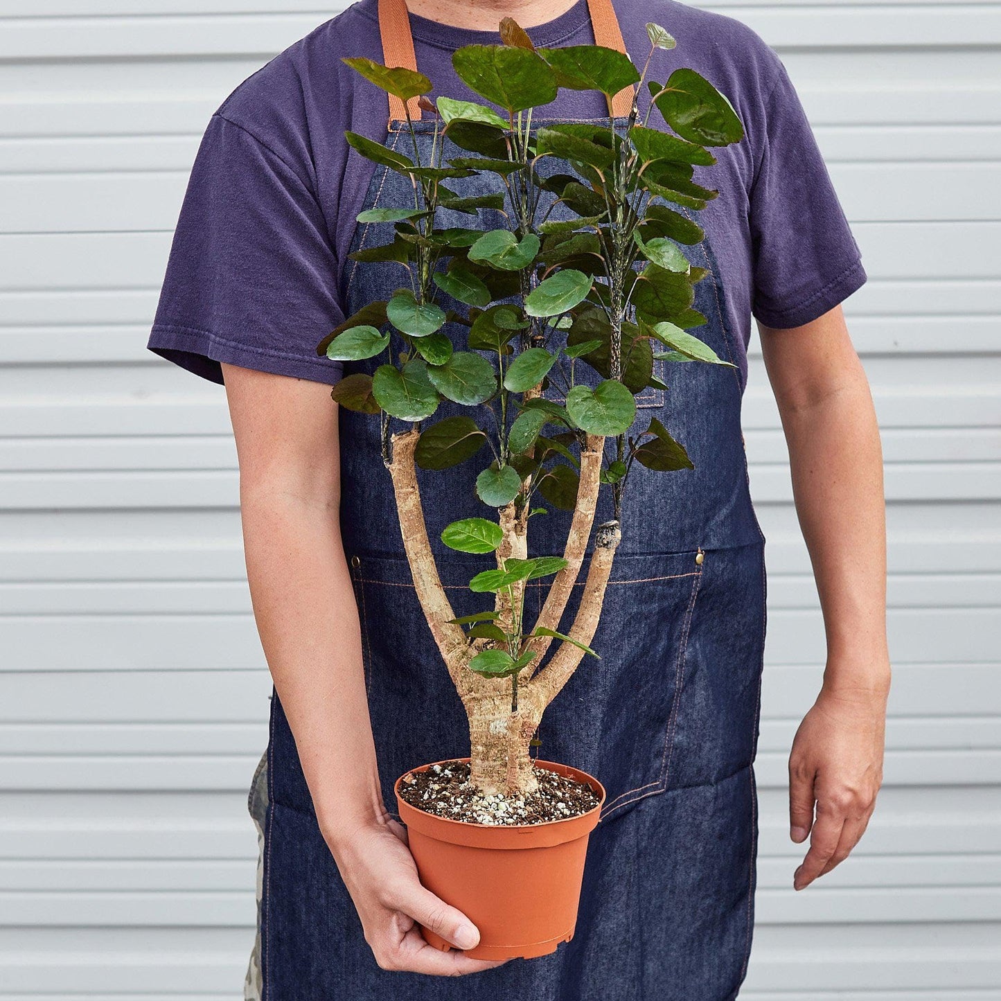 Aralia Fabian Stump 'Polyscias Scutellaria' | Live Plant for Indoor & Outdoor | for Living Room, Office, Bathroom | (6" Pot)