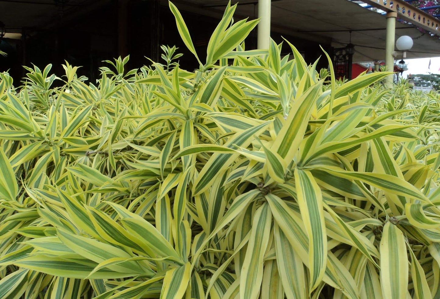 Song of India Plant - 3 Live Plants in 6 Inch Pots - Dracaena Reflexa - Beautiful Easy to Grow Air Purifying Indoor Plant