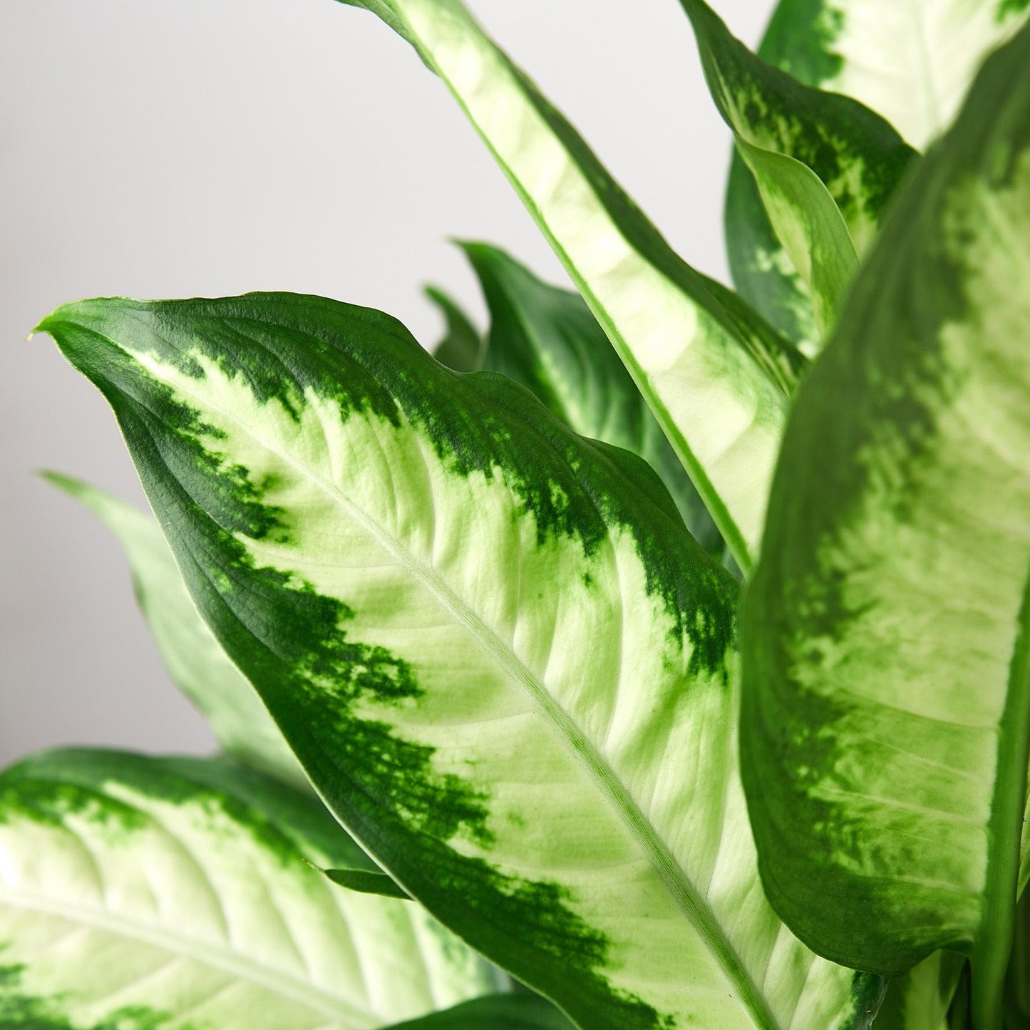 Dieffenbachia Camille | Live Plant for Indoor & Outdoor | for Living Room, Office, Bathroom | (6" Pot)
