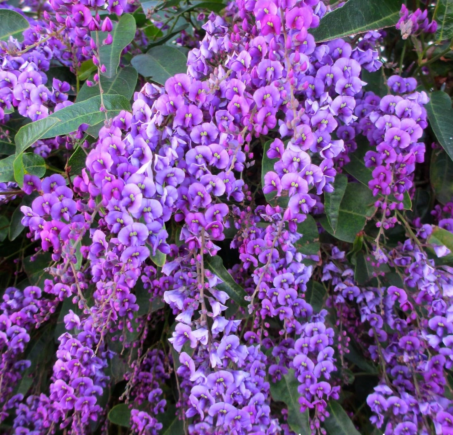 Live Plant - Happy Wanderer Hardenbergia Rooted Starter Plant