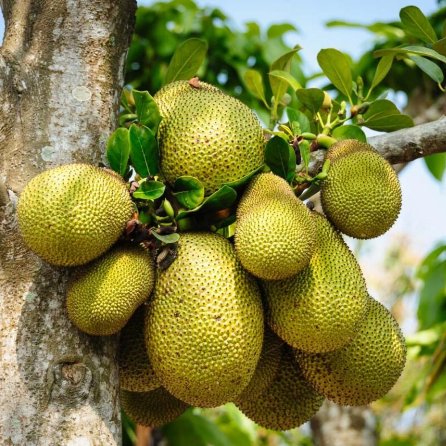 Jackfruit Tree Live Plant, 6-10 Inch Tall Jackfruit Tree in 4 Inch Pot, Hardy Tropical Fruit Trees Starter Plant Potted for Outdoors Garden