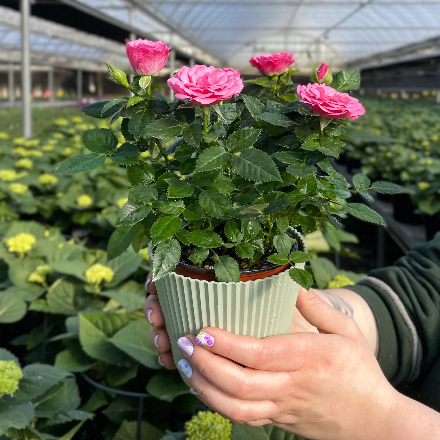 Thorsen's Greenhouse Mini Rose Bush, Spring Blooming Live Plant, Suprise Bloom Color, Gift for Mom, 4" Diameter Plant (Sage)