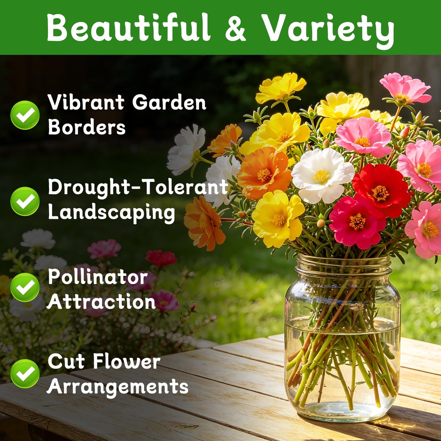 Moss Rose Seeds, 10,000+ Bulk Flower Seeds for Planting Outdoors(99% Pure Live, Non-GMO), Mixed Colors and Large Blooms, Attracts Pollinators, Easy to Grow