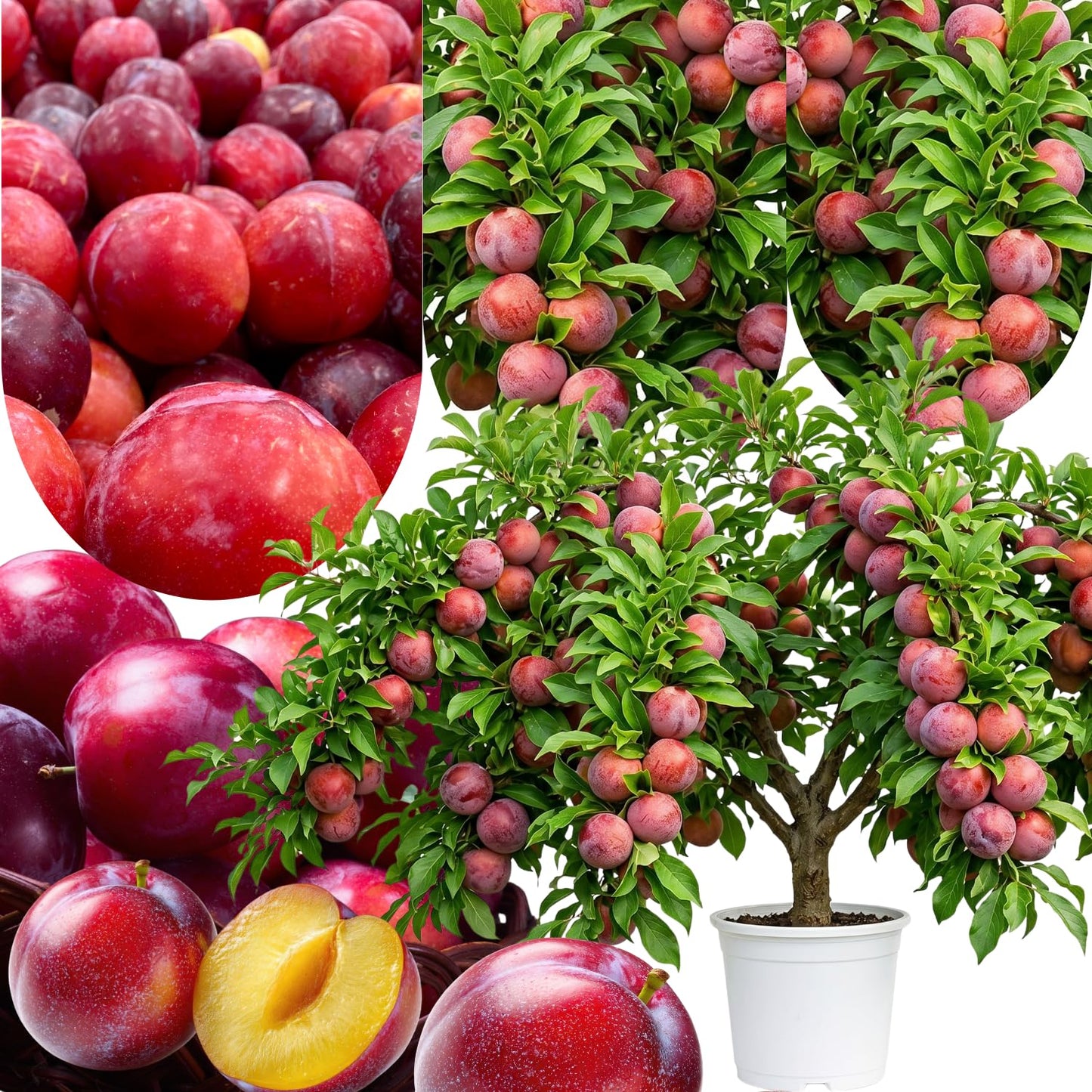 Flavor Pluot Tree Live Plant in 3 Gallon Pot, 2-3 Feet Plum Apricot Pluot Fruit Tree for Outdoor Garden or Backyard Growing, No Ship to CA