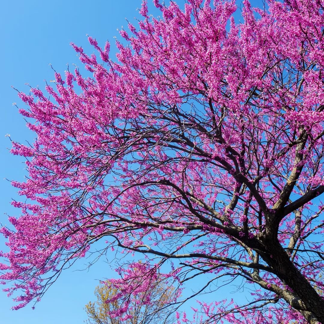 Eastern Redbud Tree Live Plant - 12-18 Inch Tall in Quart Pot, Redbud Live Trees, Beautiful Spring Pink Blossoms, Low-Maintenance Starter Tree for Outdoor Landscaping