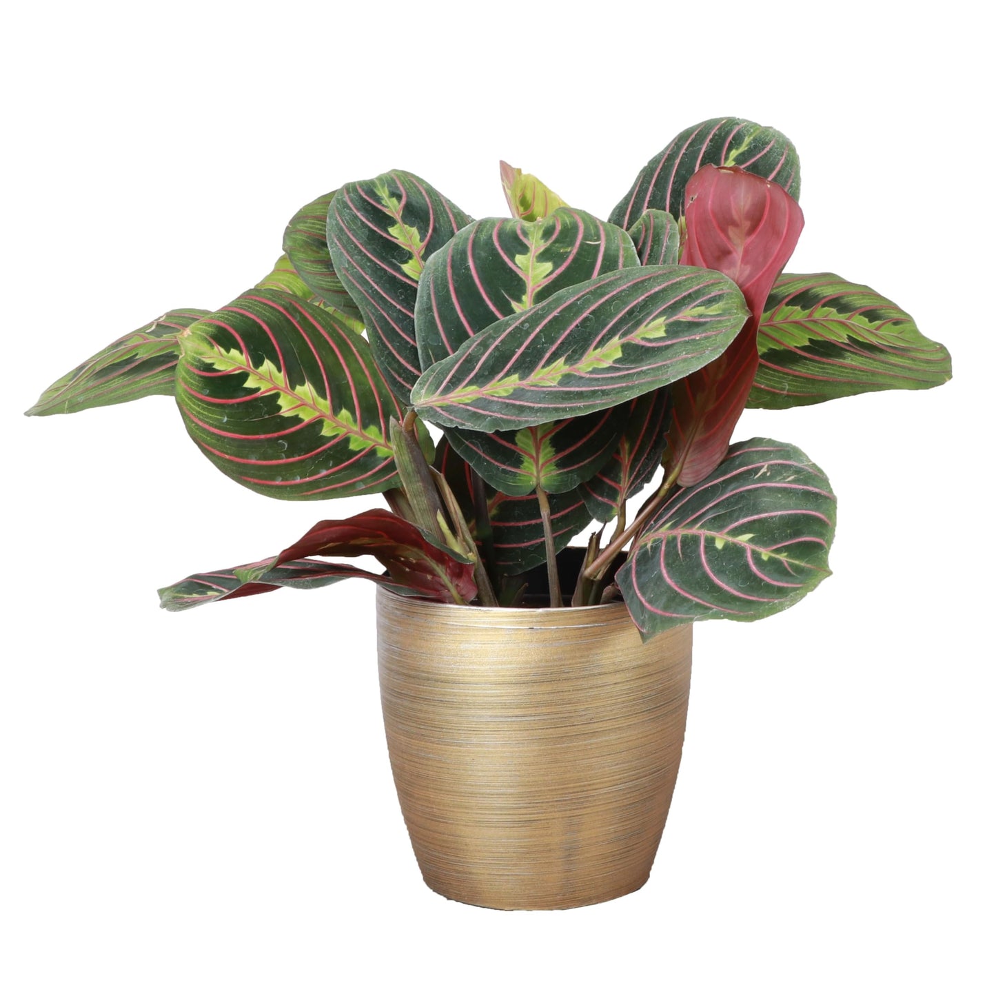 Thorsen's Greenhouse Red Prayer Plant, Live Indoor Plant, Pet Friendly, Popular Houseplant, Red Maranta, Easy to Grow, 4" Diameter Pot (Gold)