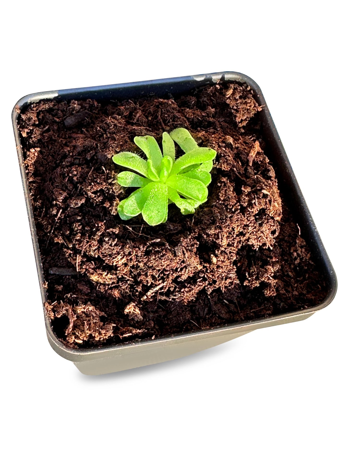 Pinguicula esseriana - Mexican Butterwort: A Unique Carnivorous Plant for Enthusiasts